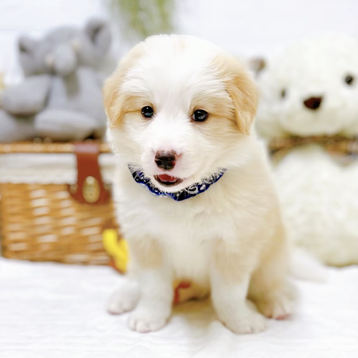 滋賀県のボーダーコリー (犬の家＆猫の里近江八幡店/2025年12月16日生まれ/男の子/レッドホワイト)の子犬の3枚目の画像