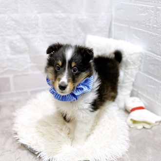 滋賀県のシェットランドシープドッグ (犬の家＆猫の里長浜店/2025年12月18日生まれ/男の子/ブラックタンホワイト)の子犬の3枚目の画像