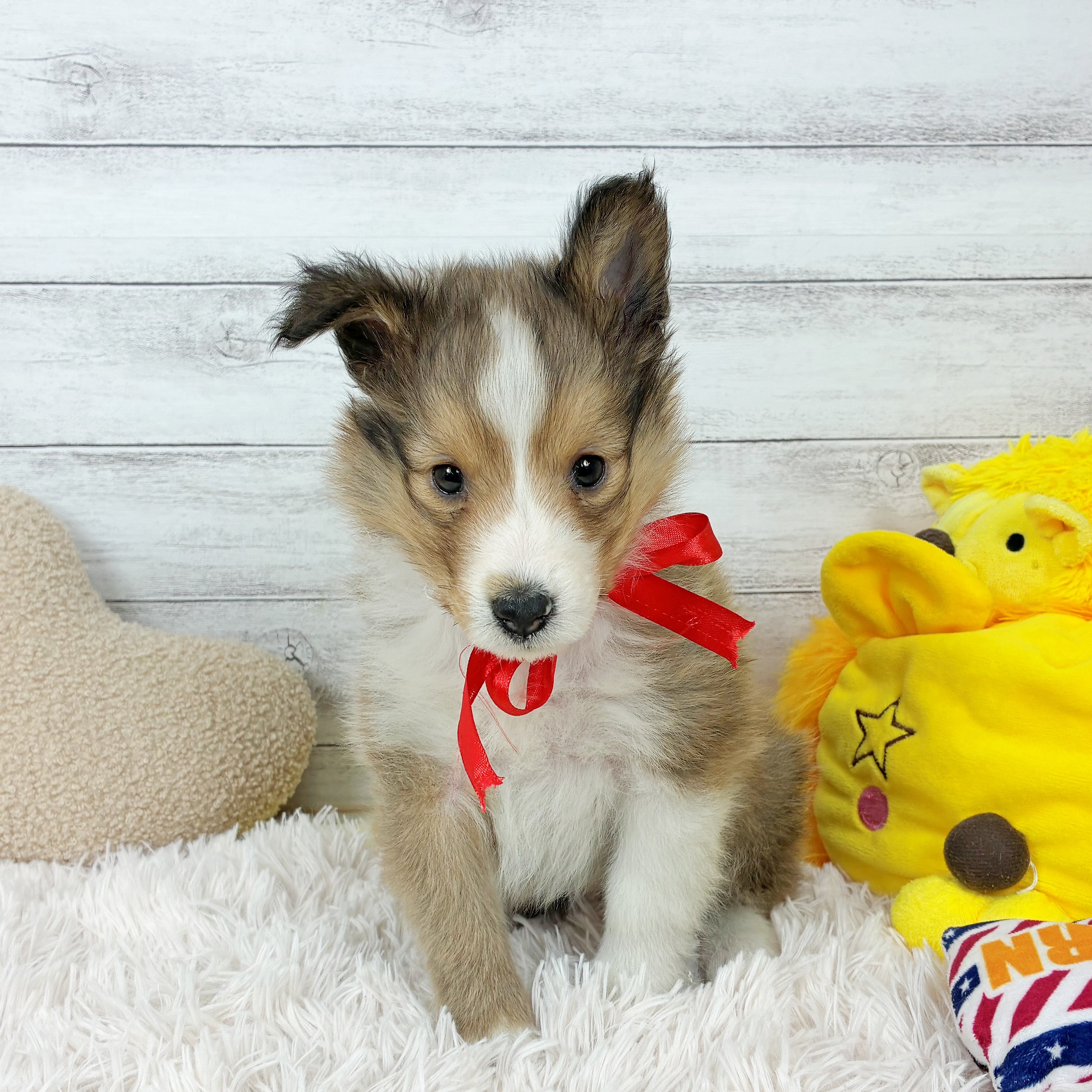 兵庫県のシェットランドシープドッグ (犬の家＆猫の里川西店/2025年12月18日生まれ/女の子/セーブルホワイト)の子犬の3枚目の画像