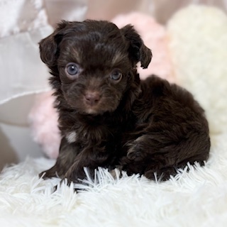 兵庫県のチワプー/プーチー(チワワ×プードル) (犬の家＆猫の里カナート西神戸店/2025年12月18日生まれ/女の子/チョコレートクリーム)の子犬の3枚目の画像