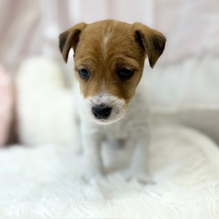 兵庫県のジャックラッセルテリア (犬の家＆猫の里カナート西神戸店/2025年12月15日生まれ/女の子/タンホワイト)の子犬の3枚目の画像