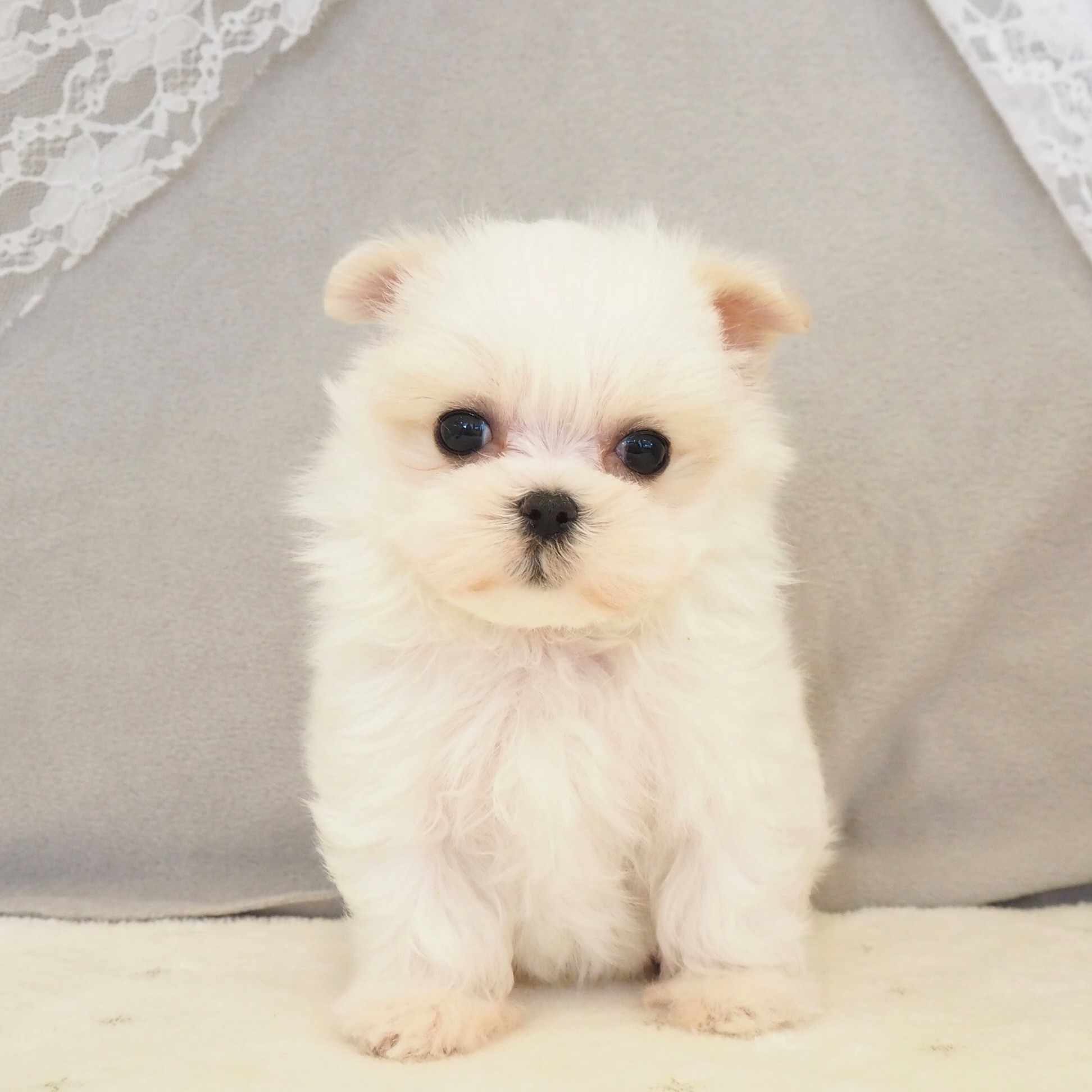 大阪府のマルチーズ (犬の家＆猫の里もりのみやキューズモールBASE店/2025年12月18日生まれ/女の子/ホワイト)の子犬の3枚目の画像