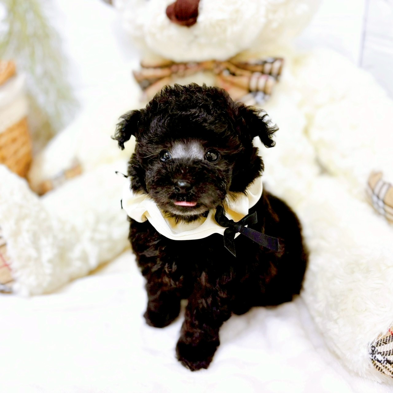 滋賀県のトイプードル(ティーカップ) (犬の家＆猫の里近江八幡店/2025年12月18日生まれ/男の子/グレー)の子犬の3枚目の画像