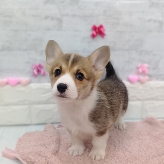 静岡県のウェルシュコーギーペンブローク (犬の家＆猫の里プレ葉ウォーク浜北店/2025年12月19日生まれ/男の子/レッドホワイト)の子犬の1枚目の画像
