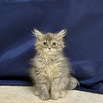 愛知県のサイベリアン (犬の家＆猫の里一宮店/2025年12月10日生まれ/女の子/ブルーパッチドタビーホワイト)の子猫の3枚目の画像