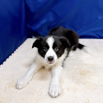 愛知県のボーダーコリー (犬の家＆猫の里一宮店/2025年12月18日生まれ/男の子/ブラックホワイト)の子犬の3枚目の画像