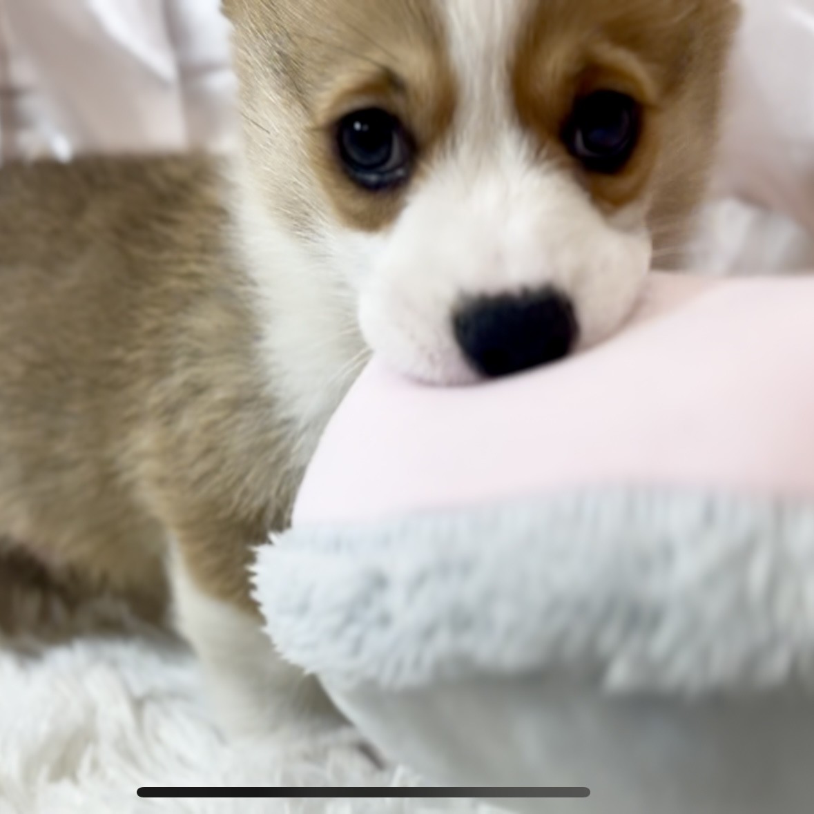 兵庫県のウェルシュコーギーペンブローク (犬の家＆猫の里カナート西神戸店/2025年12月19日生まれ/男の子/セーブルホワイト)の子犬の3枚目の画像