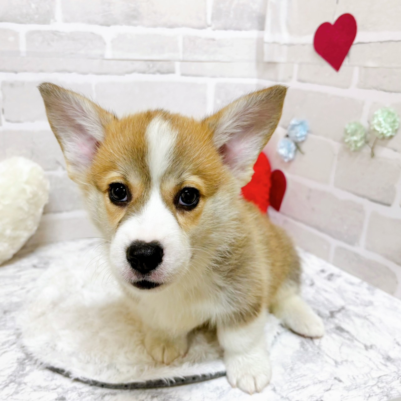 京都府のウェルシュコーギーペンブローク (犬の家＆猫の里京都精華店/2025年12月19日生まれ/男の子/セーブルホワイト)の子犬の3枚目の画像