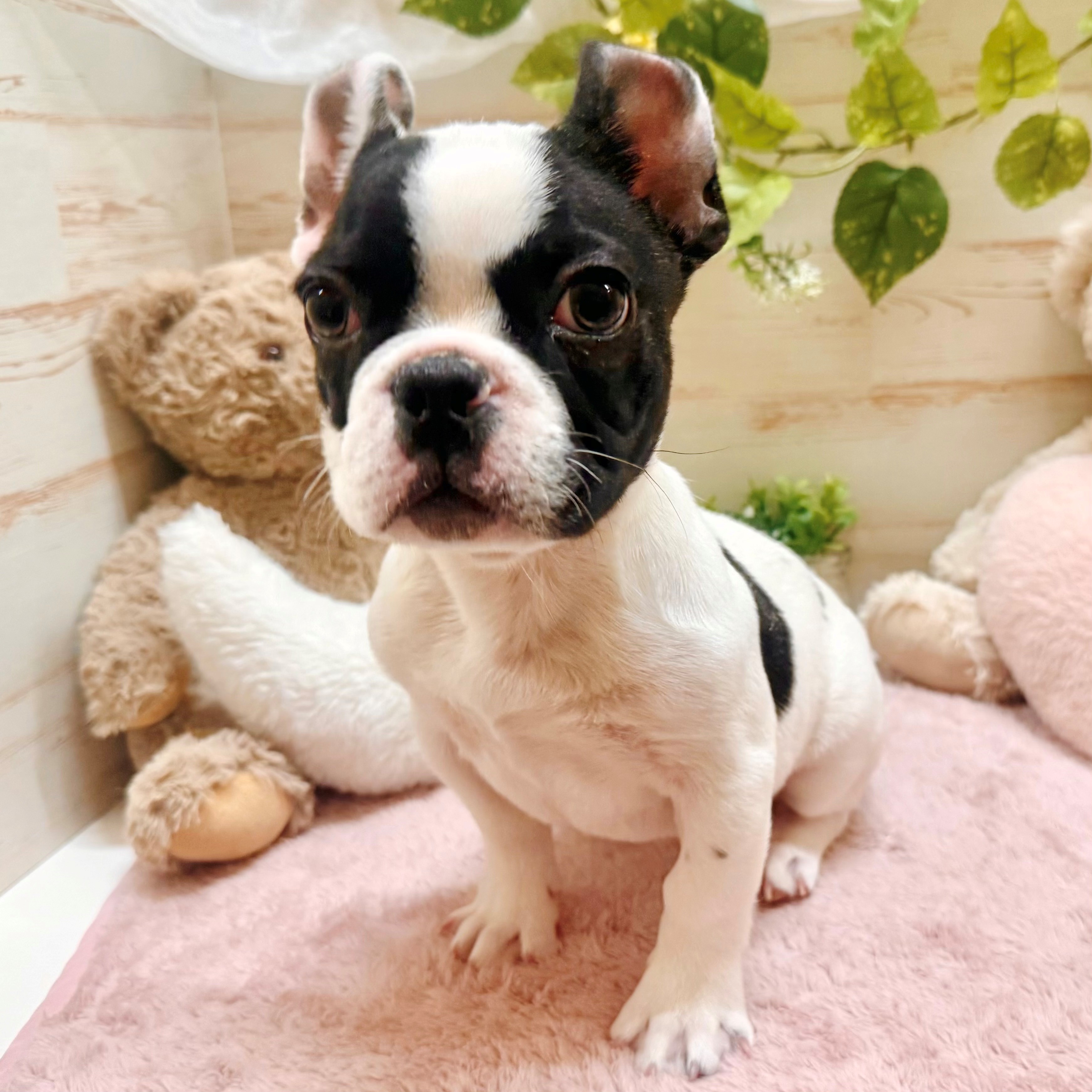 兵庫県のフレンチブルドッグ (犬の家＆猫の里神戸店/2025年12月20日生まれ/男の子/パイド)の子犬の3枚目の画像