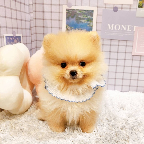 福井県のポメラニアン (犬の家＆猫の里福井店/2025年12月18日生まれ/女の子/クリーム)の子犬の3枚目の画像