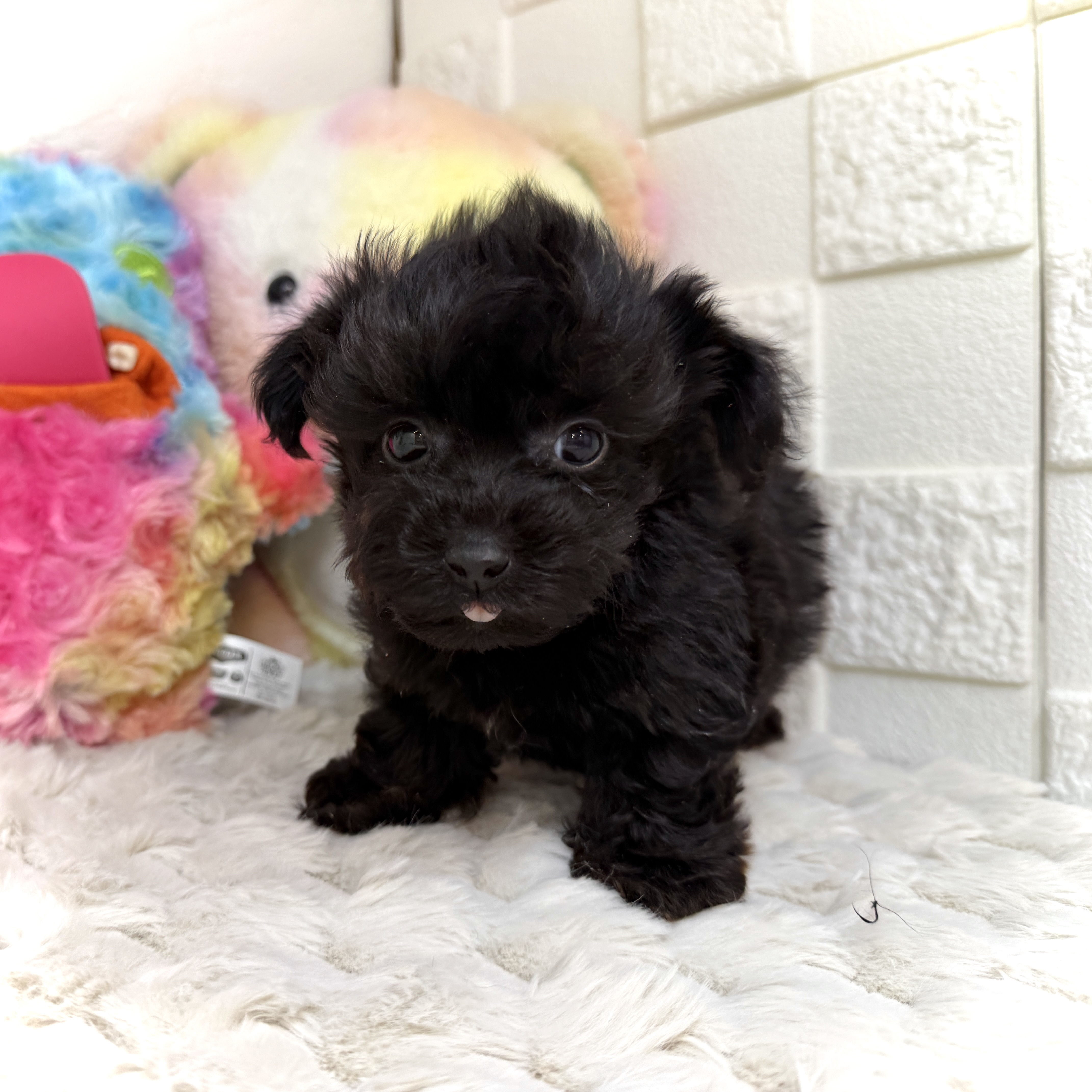 兵庫県のチワプー/プーチー(チワワ×プードル) (犬の家＆猫の里ゆめタウン姫路店/2025年12月15日生まれ/男の子/ブラック)の子犬の3枚目の画像