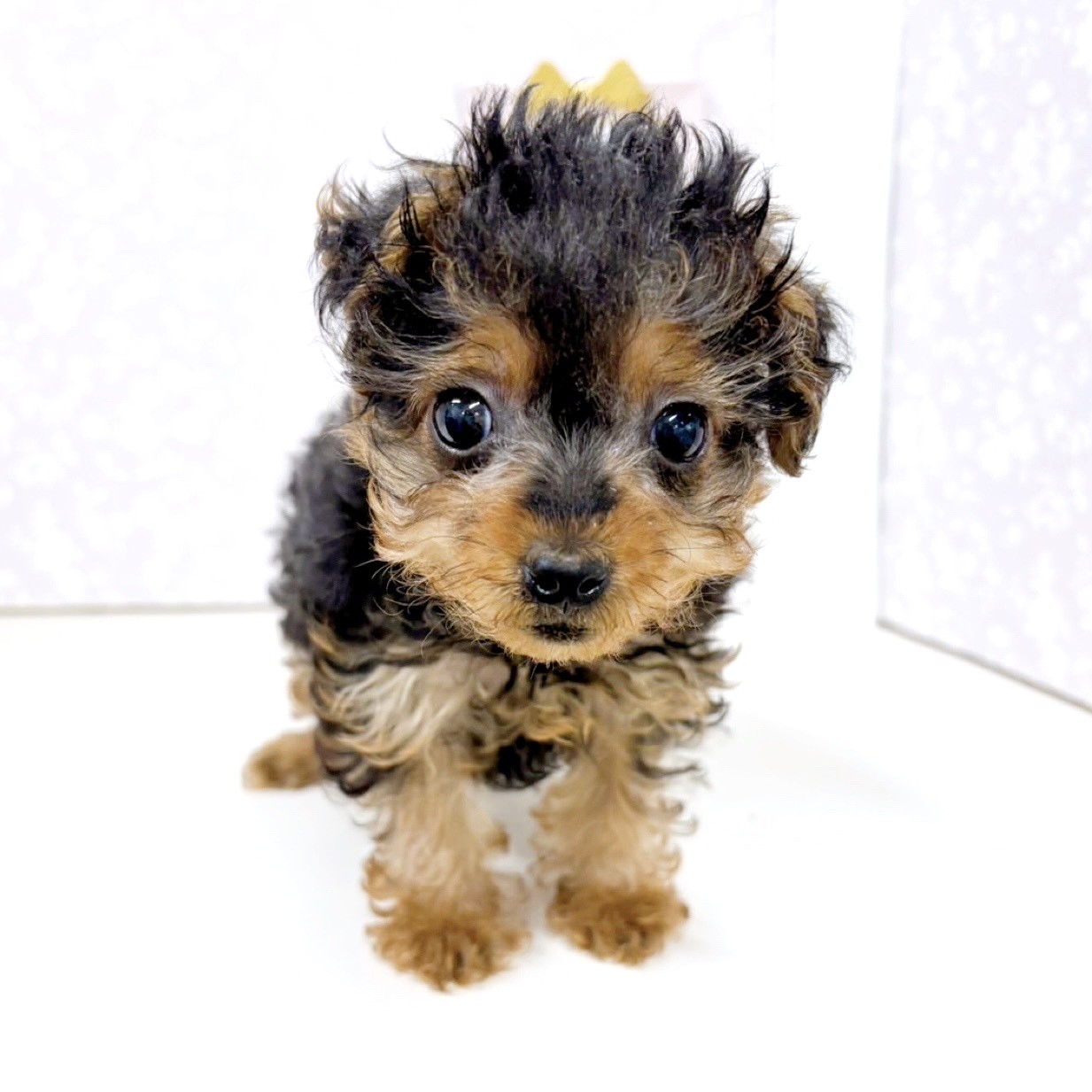 富山県のチワプー/プーチー(チワワ×プードル) (犬の家＆猫の里アミーゴ高岡蓮花寺店/2025年12月15日生まれ/女の子/ブラックタン)の子犬の3枚目の画像