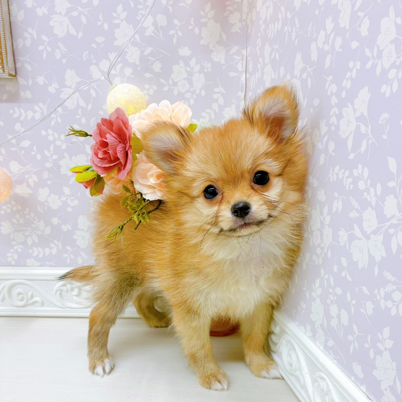 富山県のポメチワ/チワポメ/ポメチー(ポメラニアン×チワワ) (犬の家＆猫の里アミーゴ山室店/2025年12月18日生まれ/女の子/オレンジ)の子犬の3枚目の画像