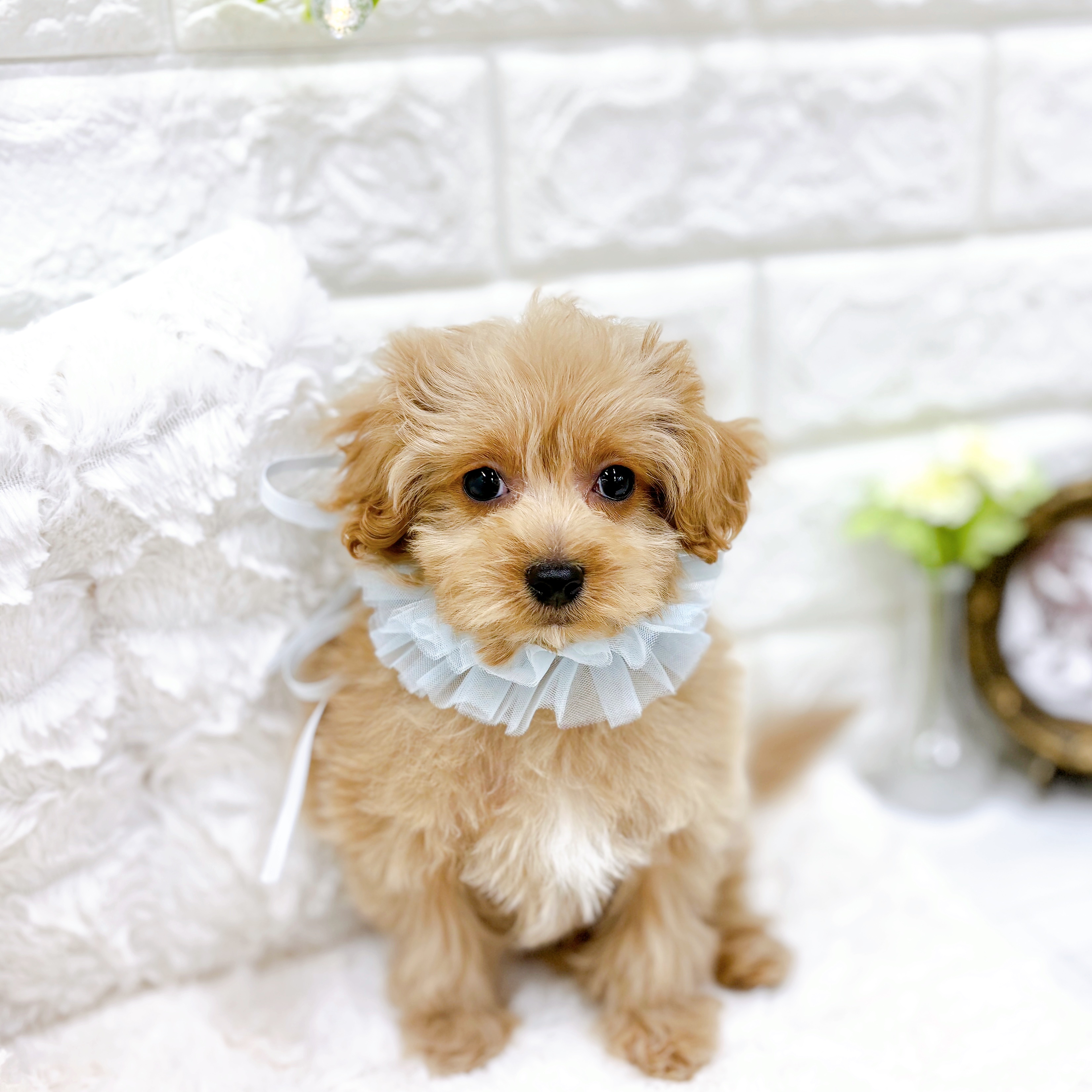 福井県のマルプー(マルチーズ×プードル) (犬の家＆猫の里アミーゴ福井大和田店/2025年12月21日生まれ/男の子/アプリコット)の子犬の3枚目の画像