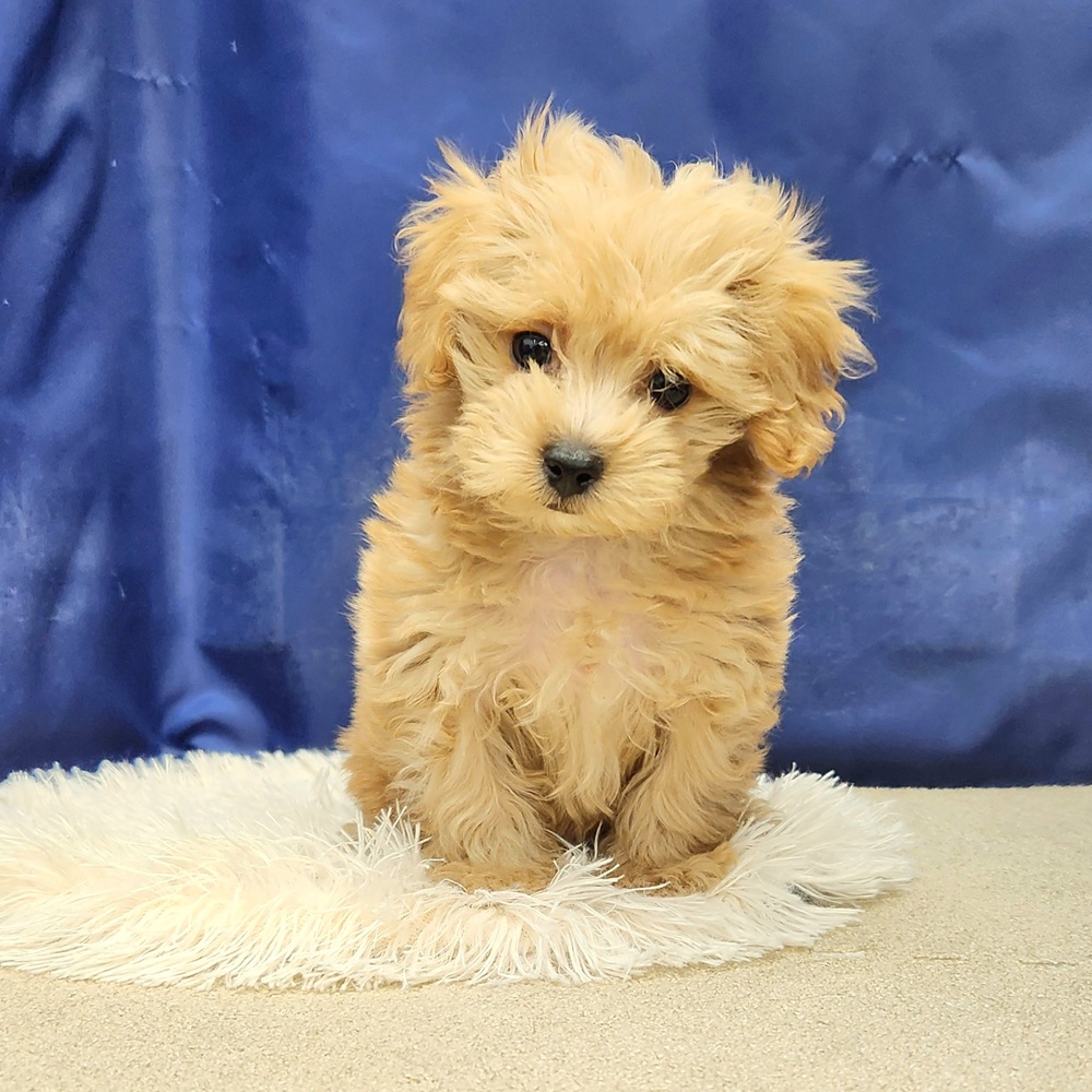 岐阜県のマルプー(マルチーズ×プードル) (犬の家＆猫の里中津川店/2025年12月21日生まれ/男の子/アプリコットホワイト)の子犬の3枚目の画像