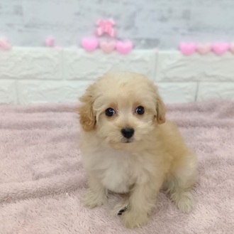 静岡県のマルプー(マルチーズ×プードル) (犬の家＆猫の里プレ葉ウォーク浜北店/2025年12月21日生まれ/女の子/アプリコット)の子犬の3枚目の画像