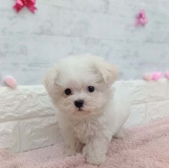 静岡県のハーフ犬・ミックス犬 (犬の家＆猫の里プレ葉ウォーク浜北店/2025年12月21日生まれ/男の子/ホワイト)の子犬の3枚目の画像