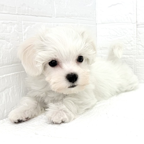 愛知県のハーフ犬・ミックス犬 (犬の家＆猫の里豊川インター店/2025年12月21日生まれ/男の子/ホワイト)の子犬の3枚目の画像