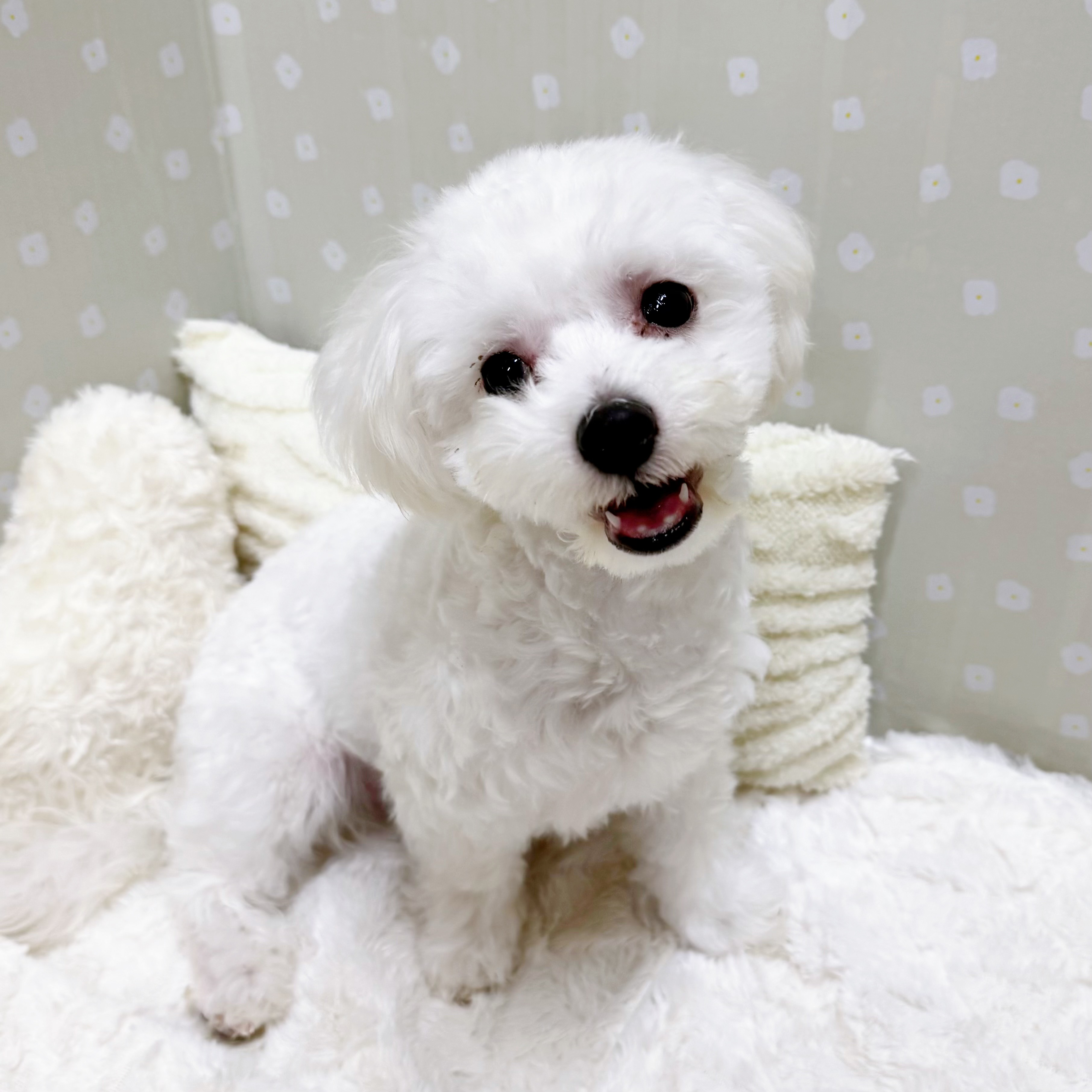 愛知県のハーフ犬・ミックス犬 (犬の家＆猫の里安城店/2025年12月21日生まれ/男の子/ホワイト)の子犬の3枚目の画像