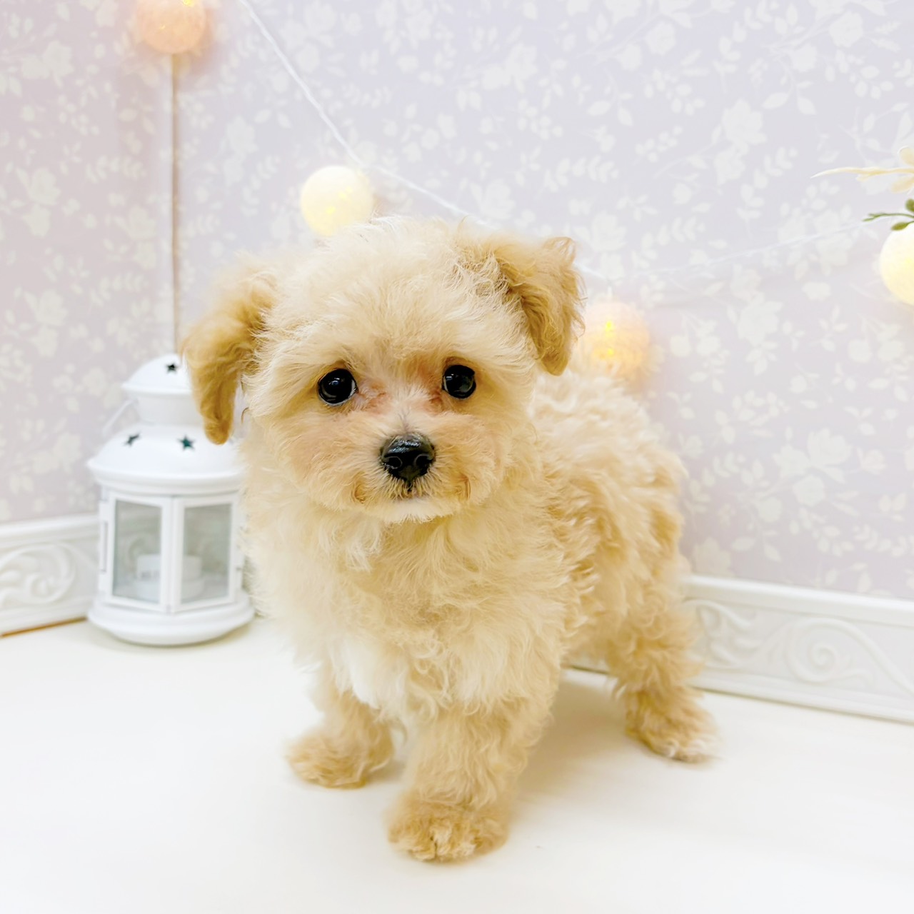 富山県のマルプー(マルチーズ×プードル) (犬の家＆猫の里富山店/2025年12月18日生まれ/男の子/クリームホワイト)の子犬の3枚目の画像