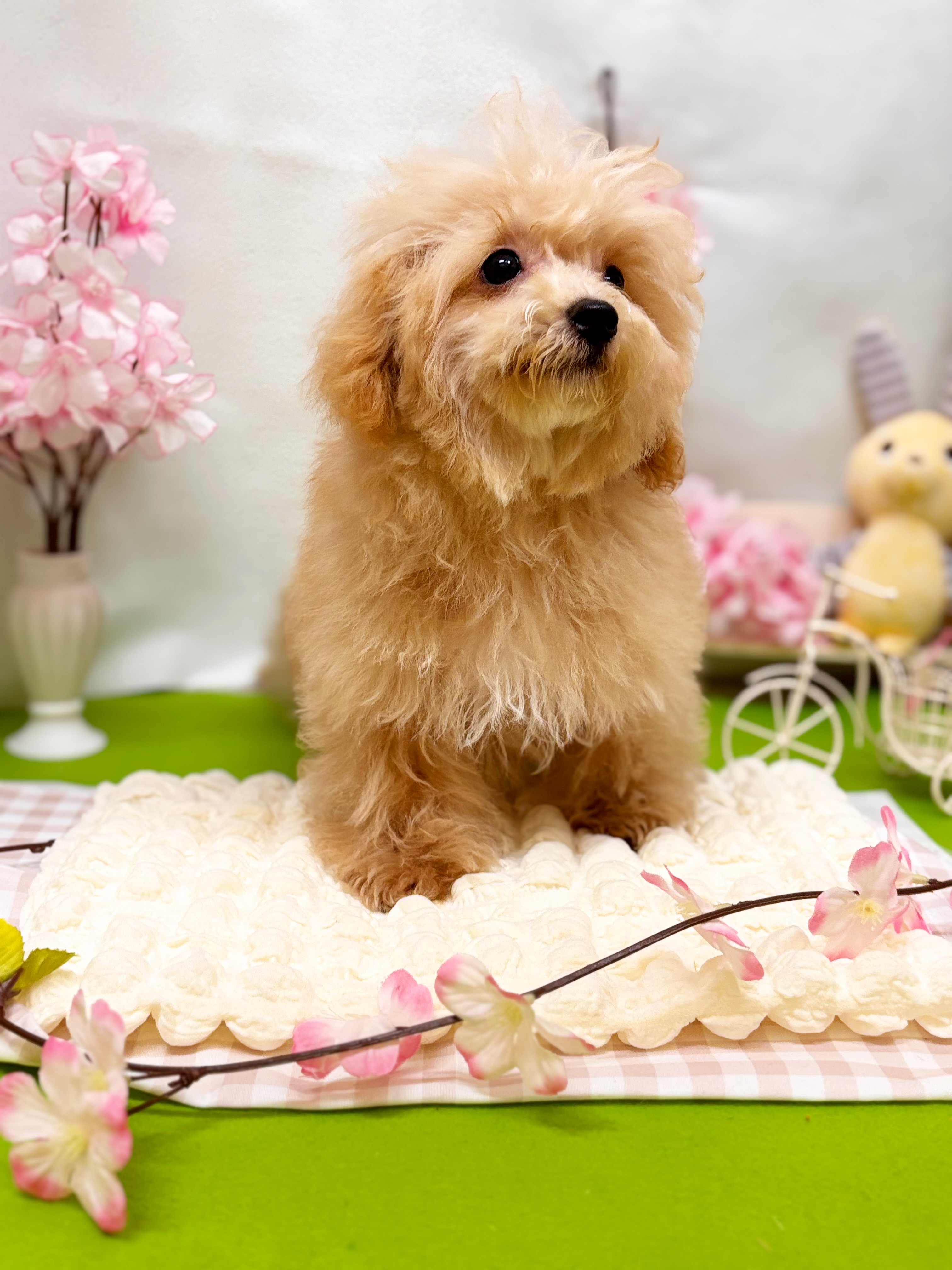 静岡県のマルプー(マルチーズ×プードル) (犬の家＆猫の里藤枝店/2025年12月18日生まれ/男の子/クリーム)の子犬の3枚目の画像