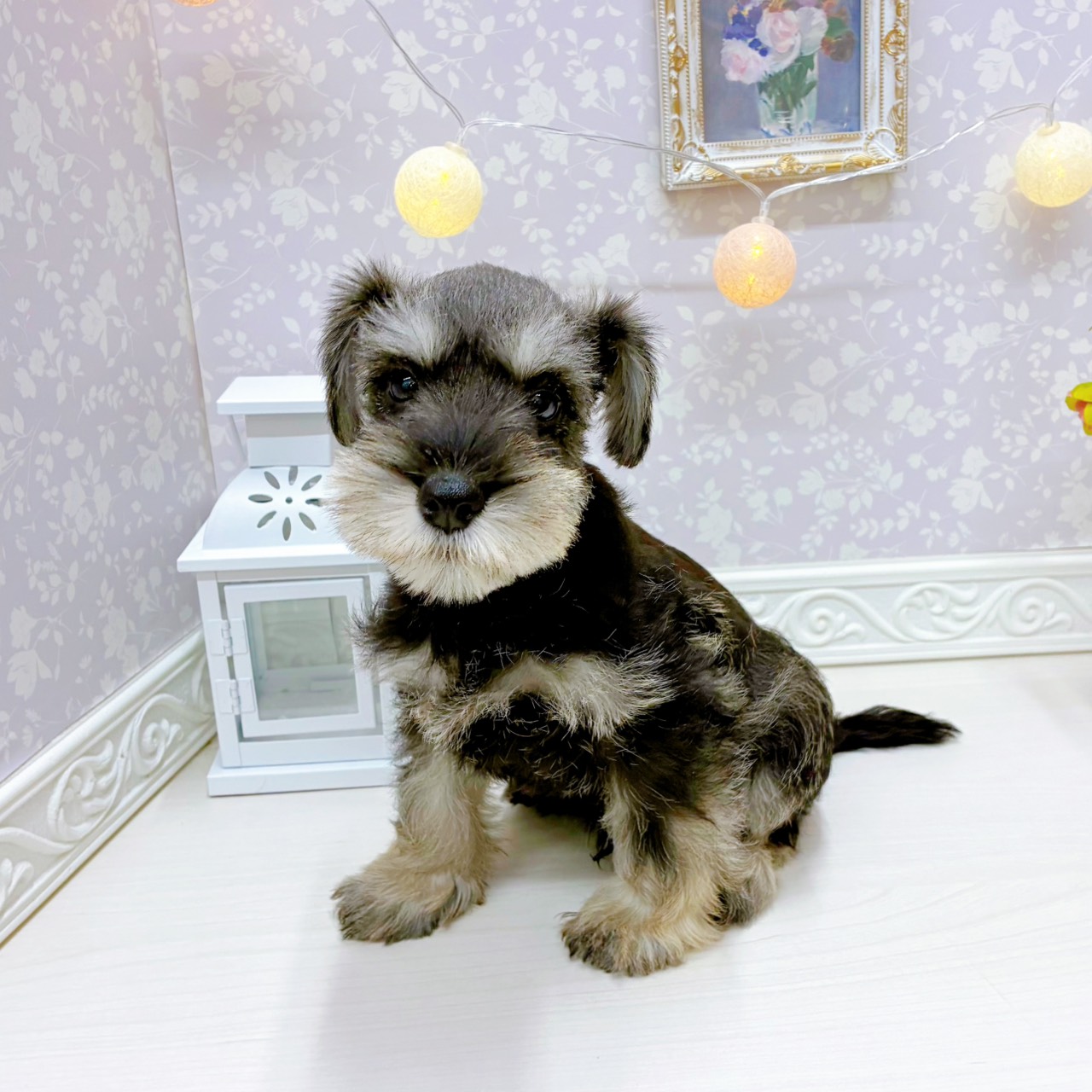 富山県のミニチュアシュナウザー (犬の家＆猫の里アミーゴ山室店/2025年12月20日生まれ/男の子/ソルトペッパー)の子犬の3枚目の画像