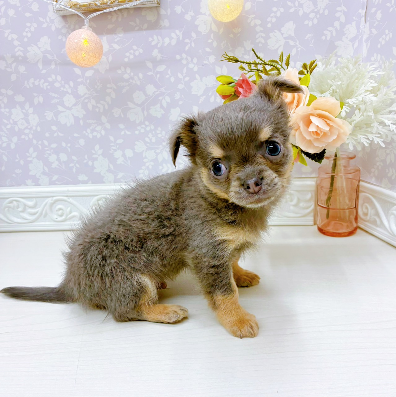 富山県のチワワ(ロング) (犬の家＆猫の里アミーゴ山室店/2025年12月20日生まれ/男の子/ブルータン)の子犬の3枚目の画像