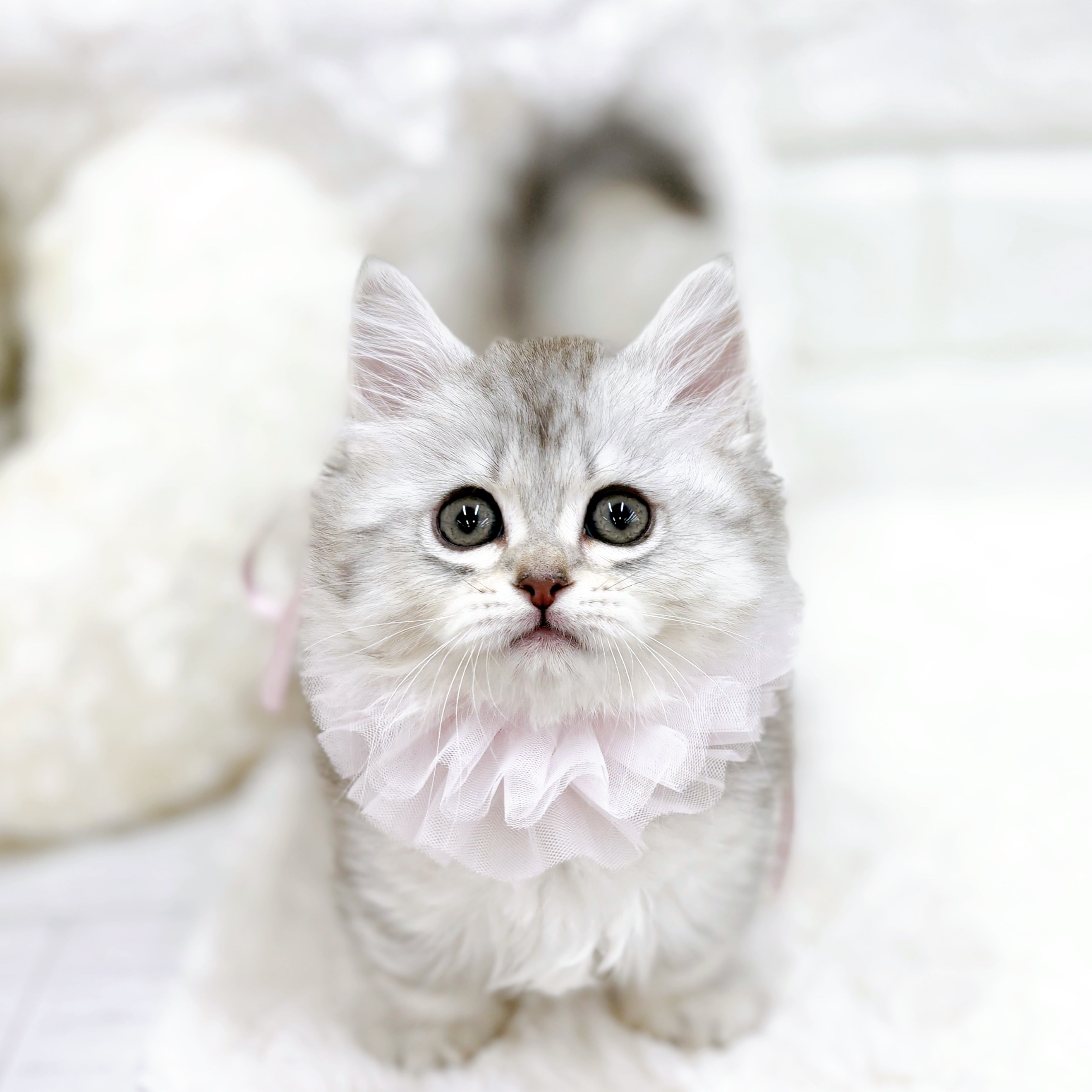 ミヌエット(チンチラシルバー)の子猫を価格や特徴で探す|ペット