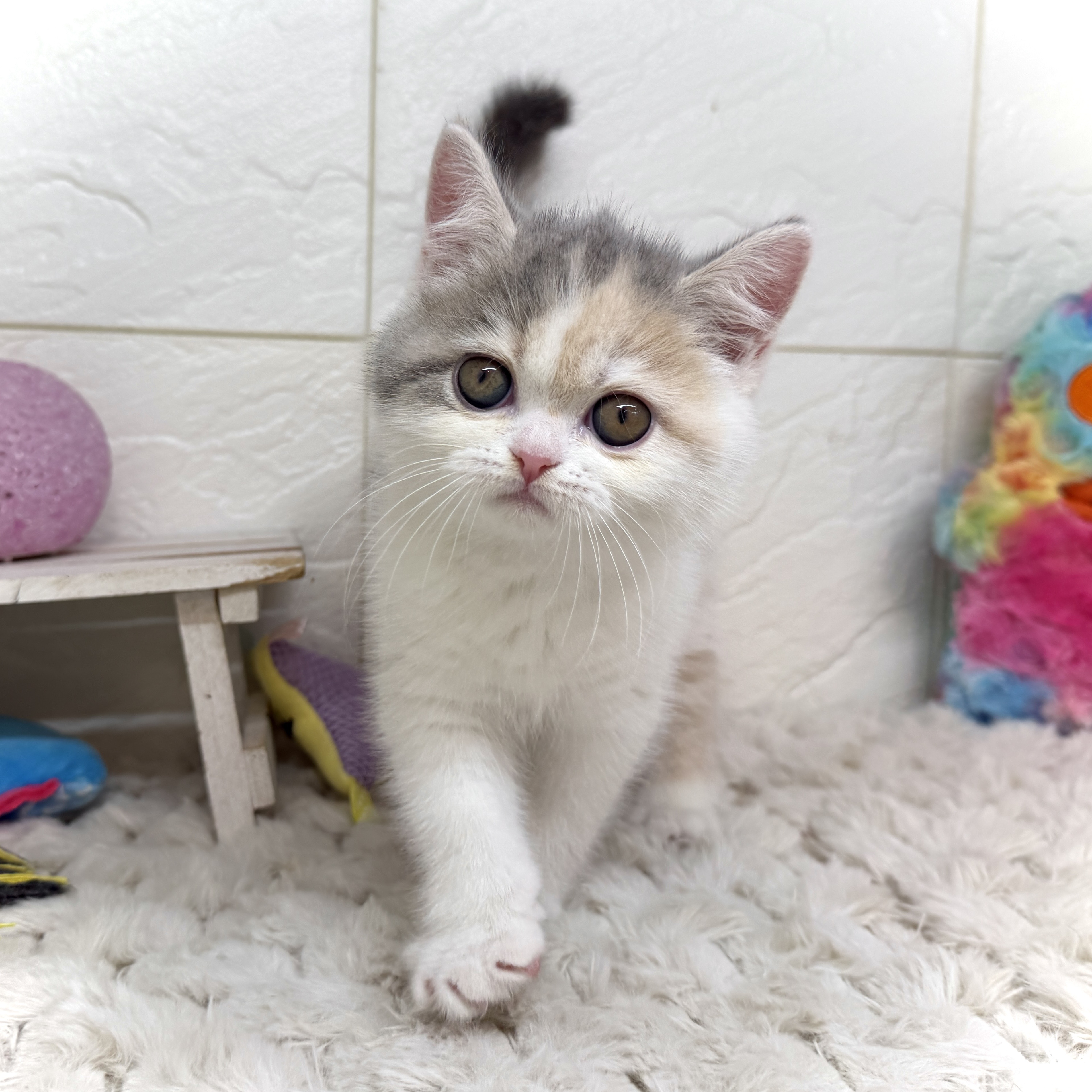 兵庫県のエキゾチック (犬の家＆猫の里ゆめタウン姫路店/2025年12月20日生まれ/女の子/ダイリュートキャリコ)の子猫の3枚目の画像