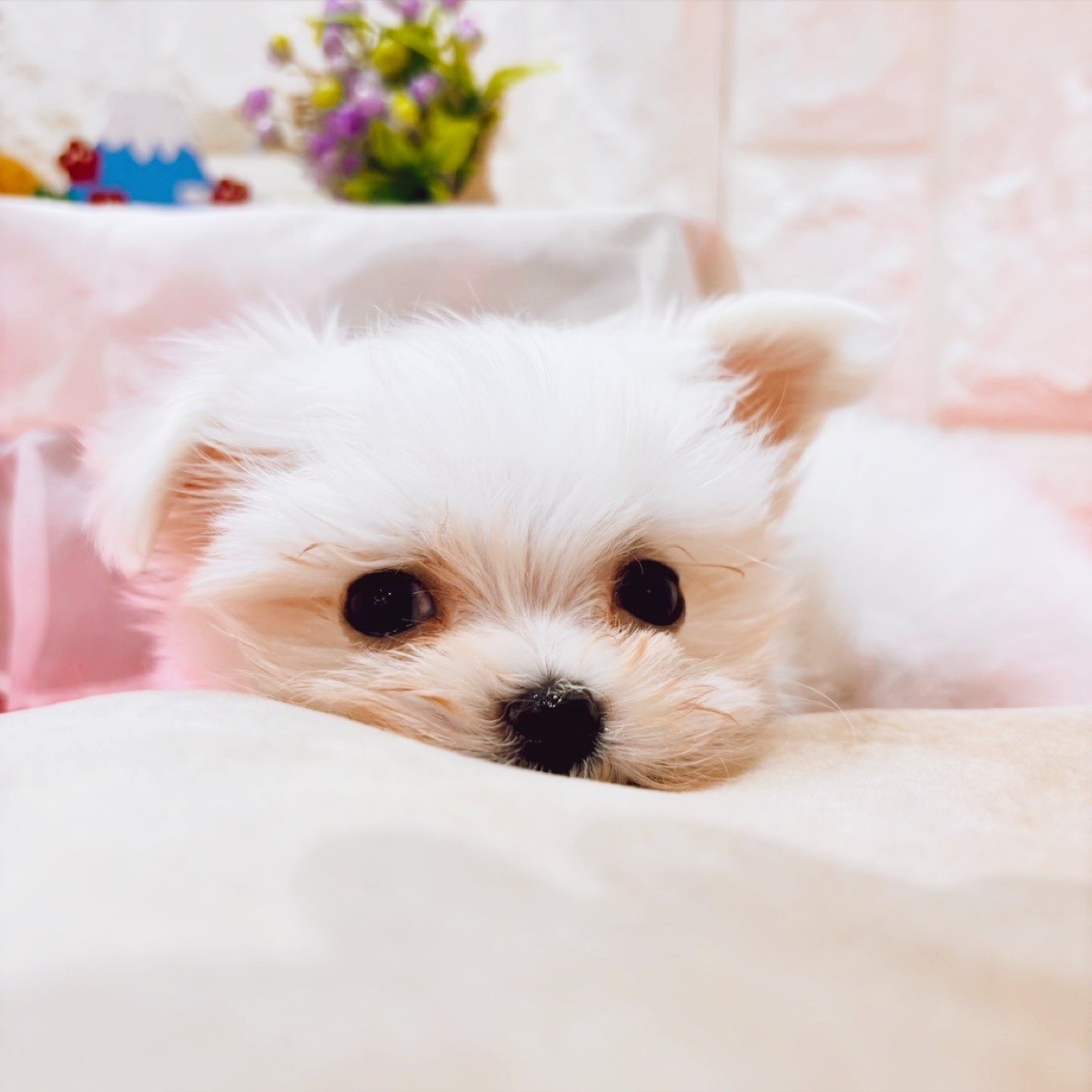 岡山県のマルチーズ (犬の家＆猫の里倉敷店/2025年12月20日生まれ/男の子/ホワイト)の子犬の3枚目の画像