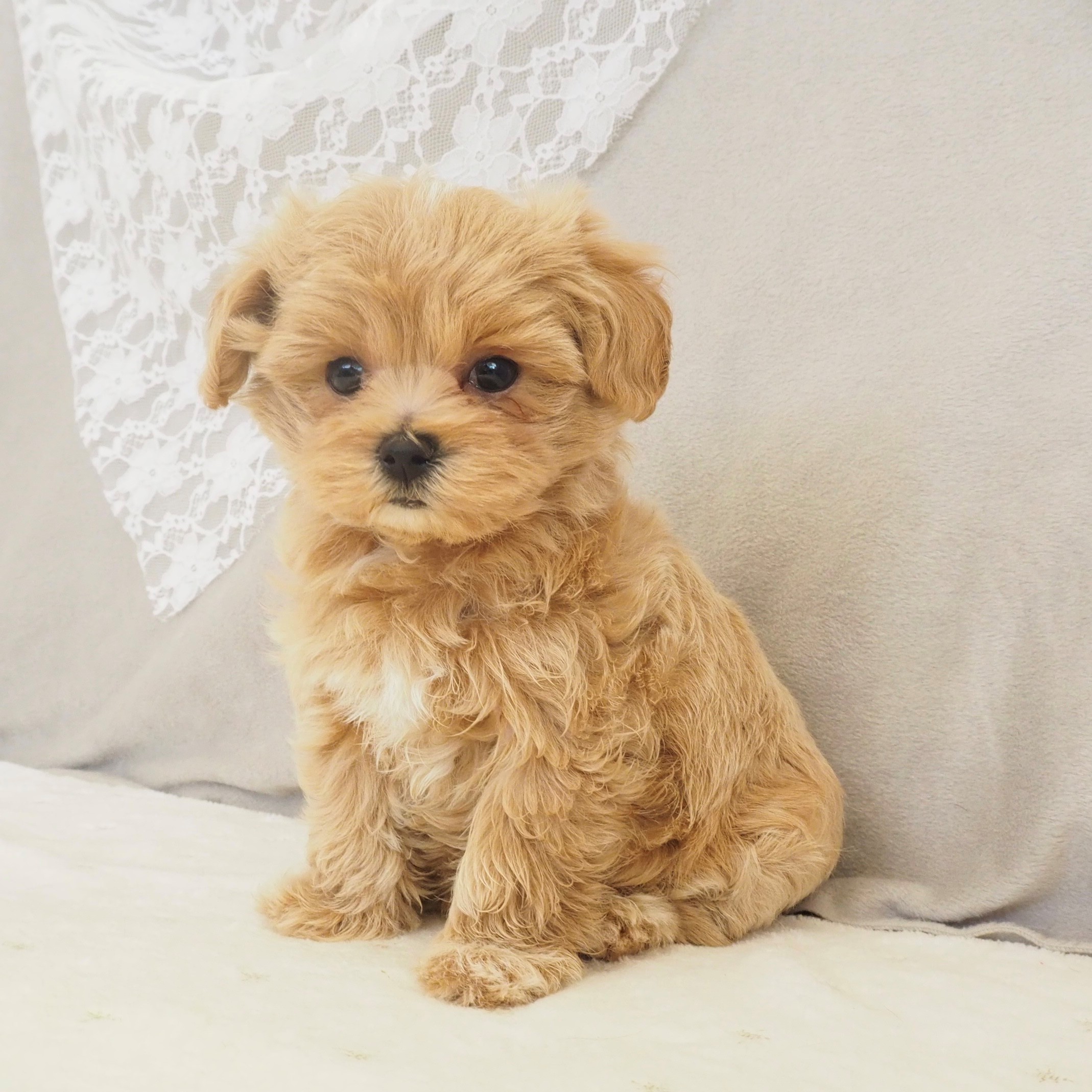 大阪府のマルプー(マルチーズ×プードル) (犬の家＆猫の里もりのみやキューズモールBASE店/2025年12月20日生まれ/男の子/クリームホワイト)の子犬の3枚目の画像