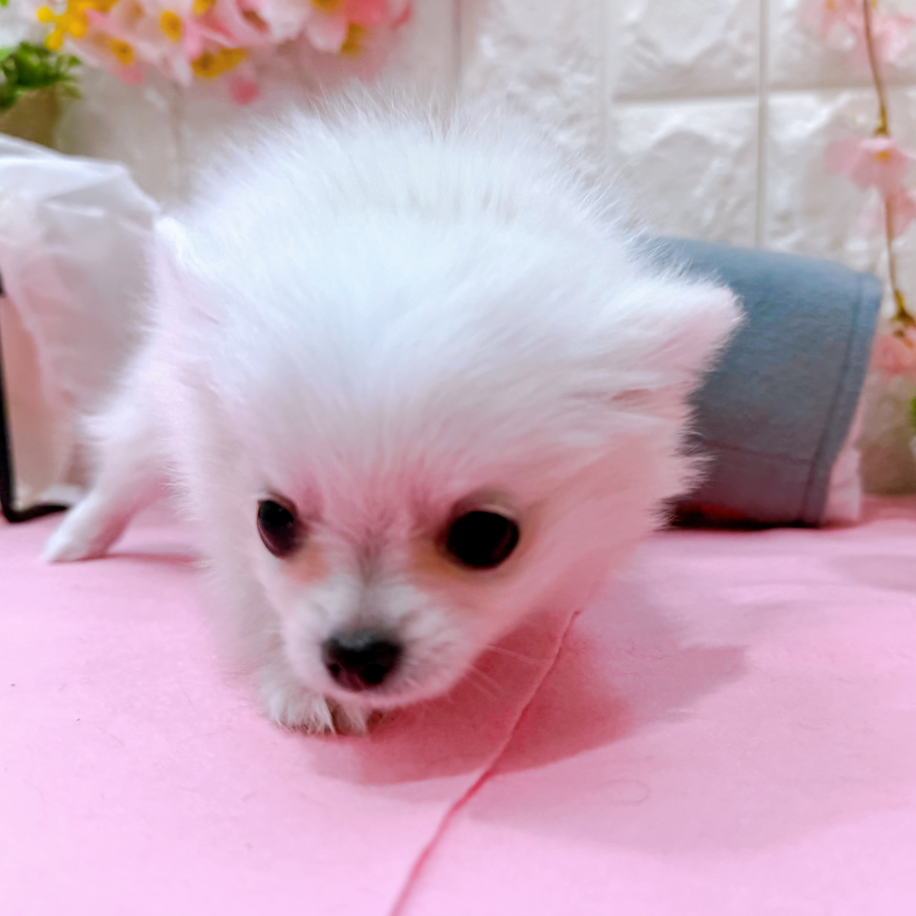 岡山県のポメチワ/チワポメ/ポメチー(ポメラニアン×チワワ) (犬の家＆猫の里倉敷店/2025年12月17日生まれ/女の子/クリーム)の子犬の3枚目の画像