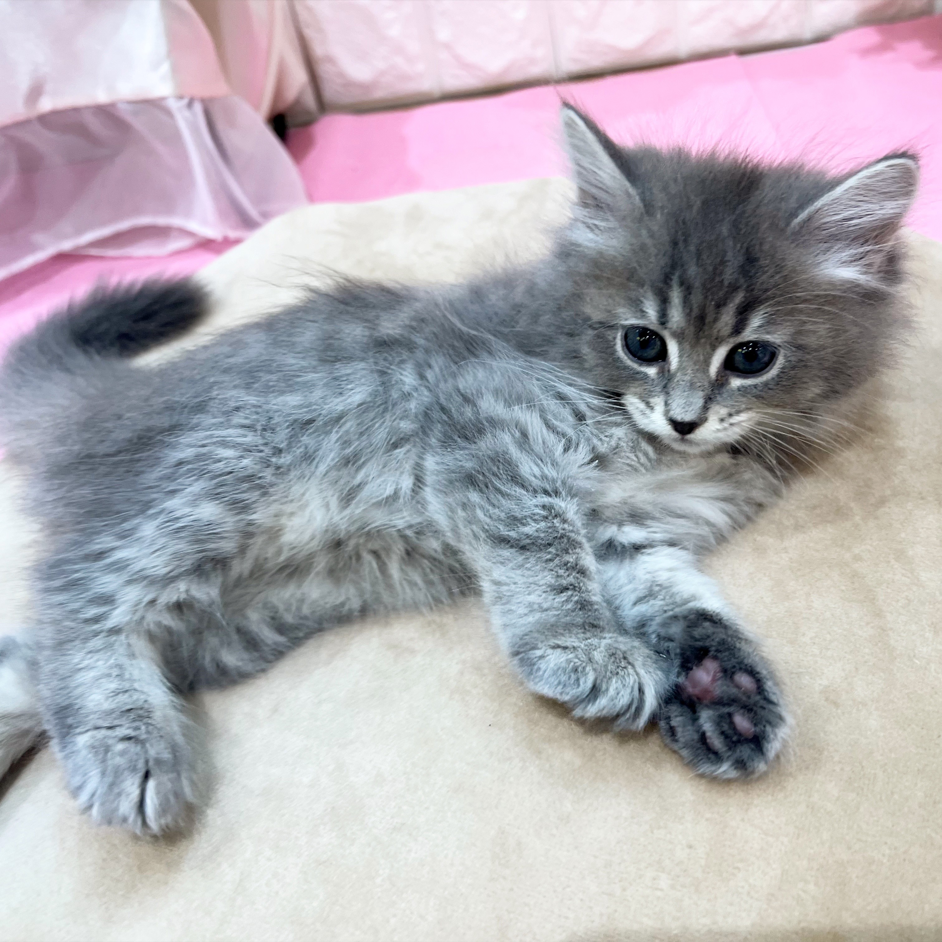 岡山県のサイベリアン (犬の家＆猫の里倉敷店/2025年12月21日生まれ/女の子/ブルータビーホワイト)の子猫の3枚目の画像