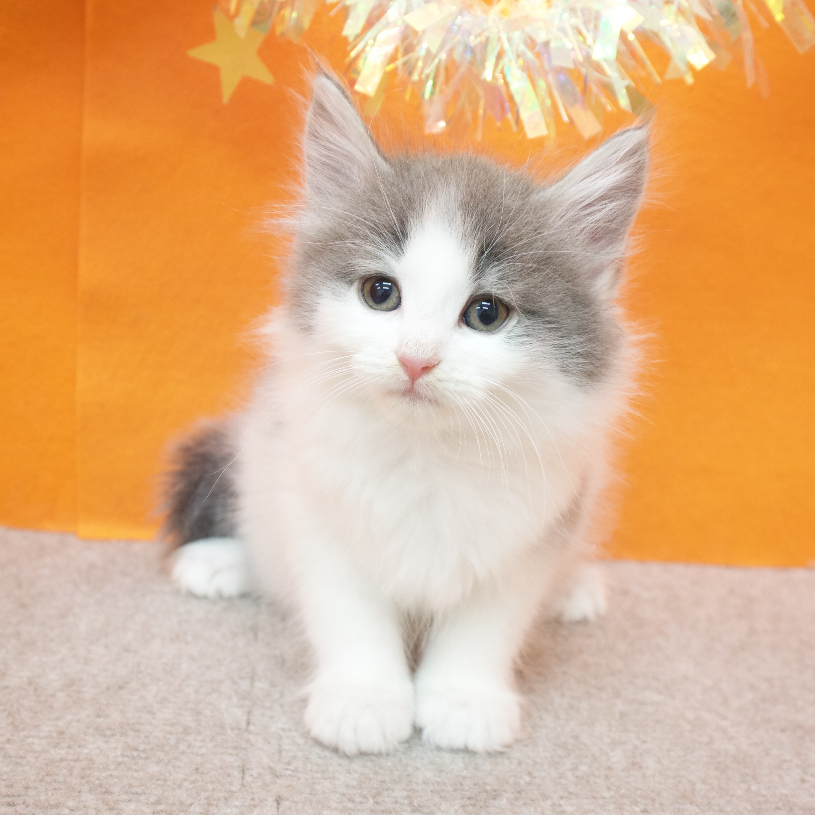 大阪府のノルウェージャンフォレストキャット (犬の家＆猫の里吹田店/2025年12月19日生まれ/女の子/ブルーホワイト)の子猫の3枚目の画像