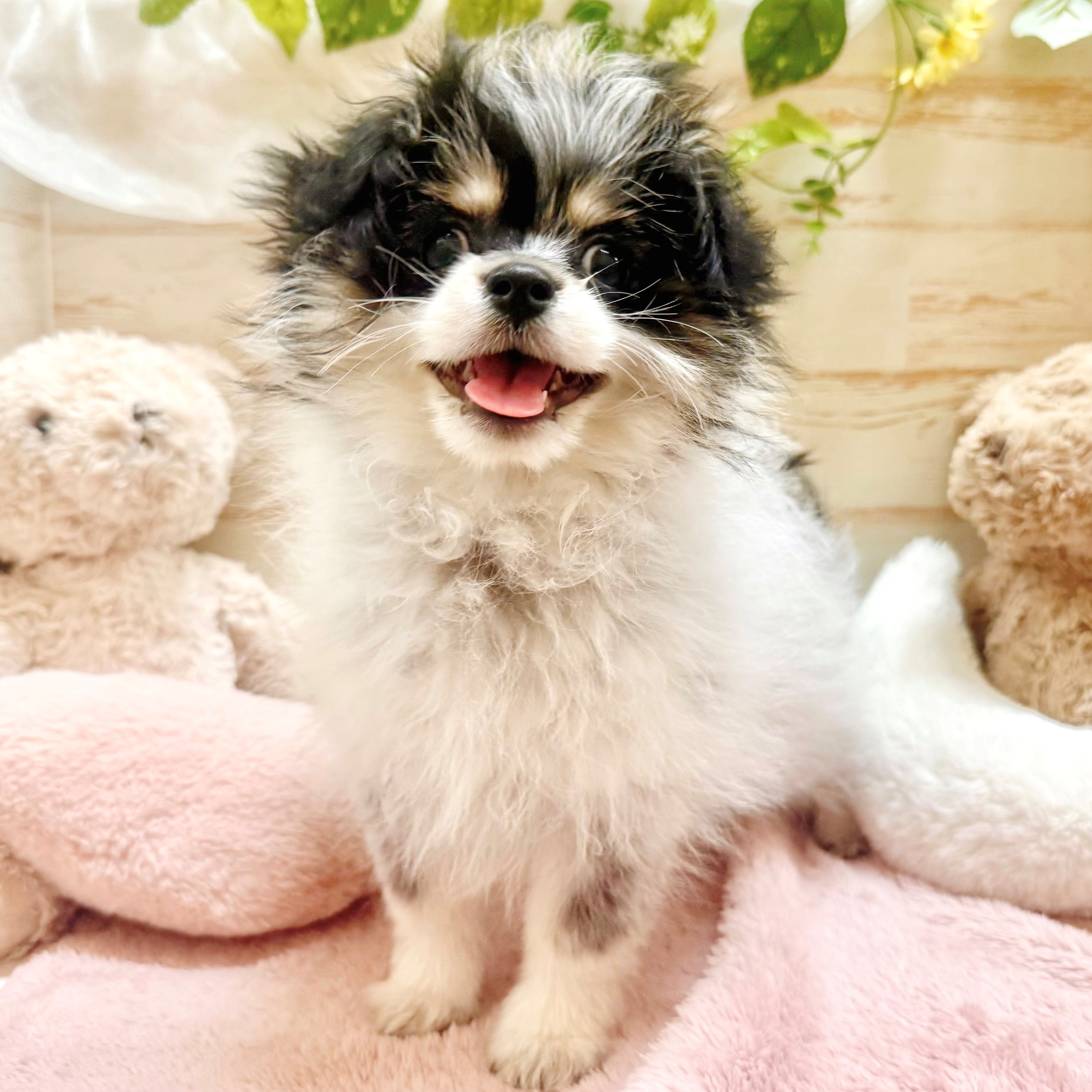 兵庫県のポメマル/マルポメ(ポメラニアン×マルチーズ) (犬の家＆猫の里神戸店/2025年12月20日生まれ/女の子/パーティーカラー)の子犬の3枚目の画像
