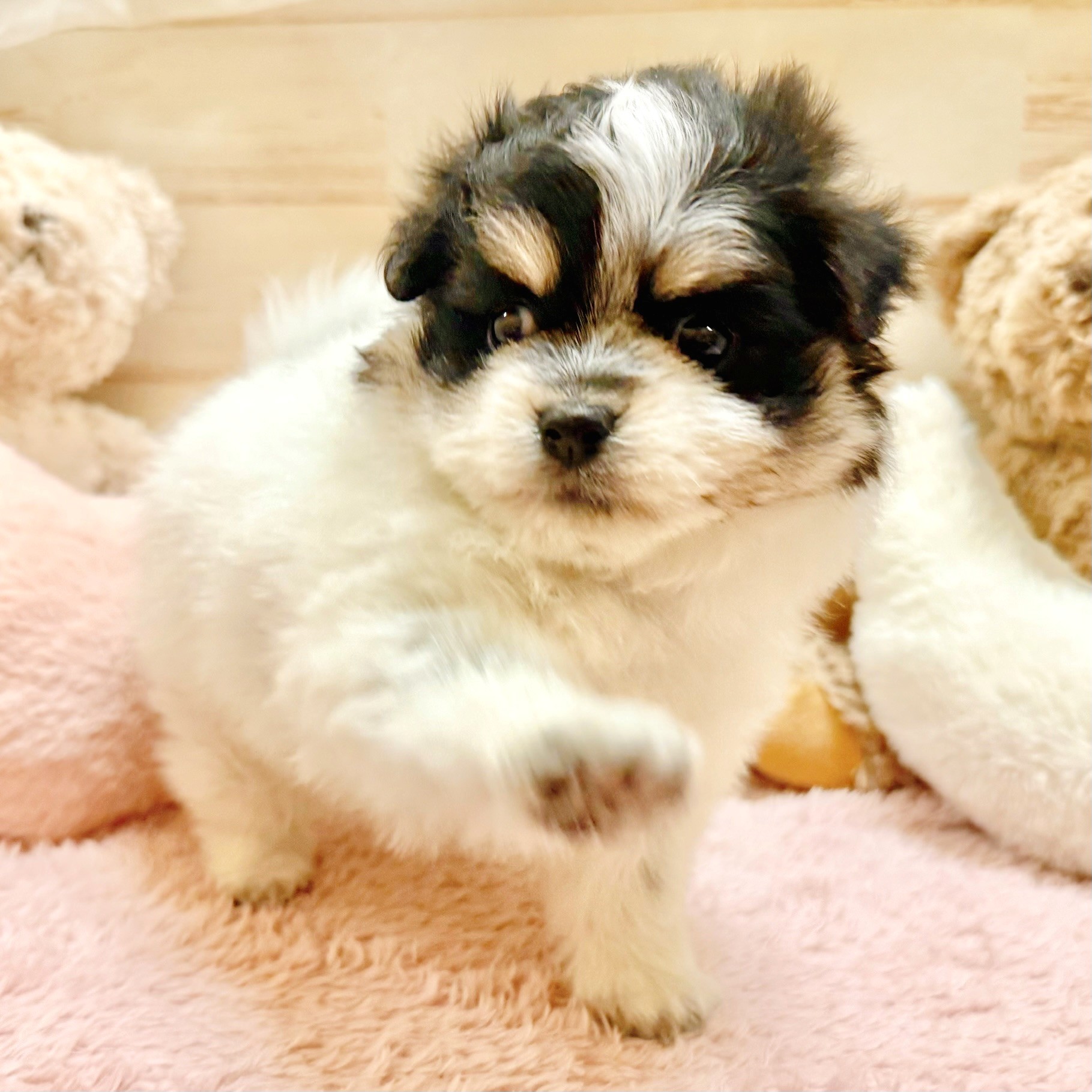 兵庫県のポメマル/マルポメ(ポメラニアン×マルチーズ) (犬の家＆猫の里神戸店/2025年12月20日生まれ/女の子/パーティーカラー)の子犬の3枚目の画像