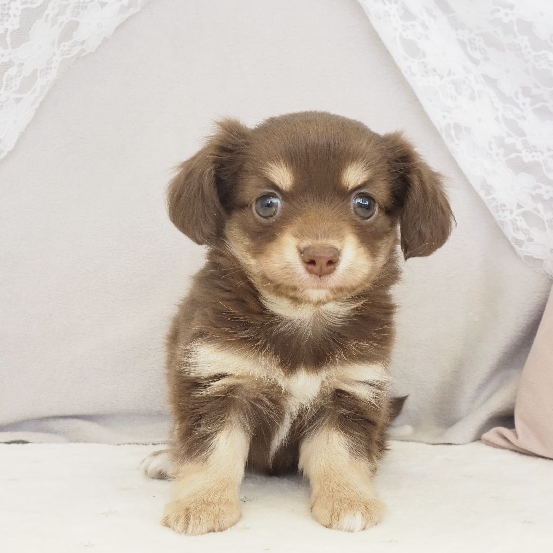 大阪府のチワックス(チワワ×ダックス) (犬の家＆猫の里もりのみやキューズモールBASE店/2025年12月21日生まれ/女の子/チョコレートクリーム)の子犬
