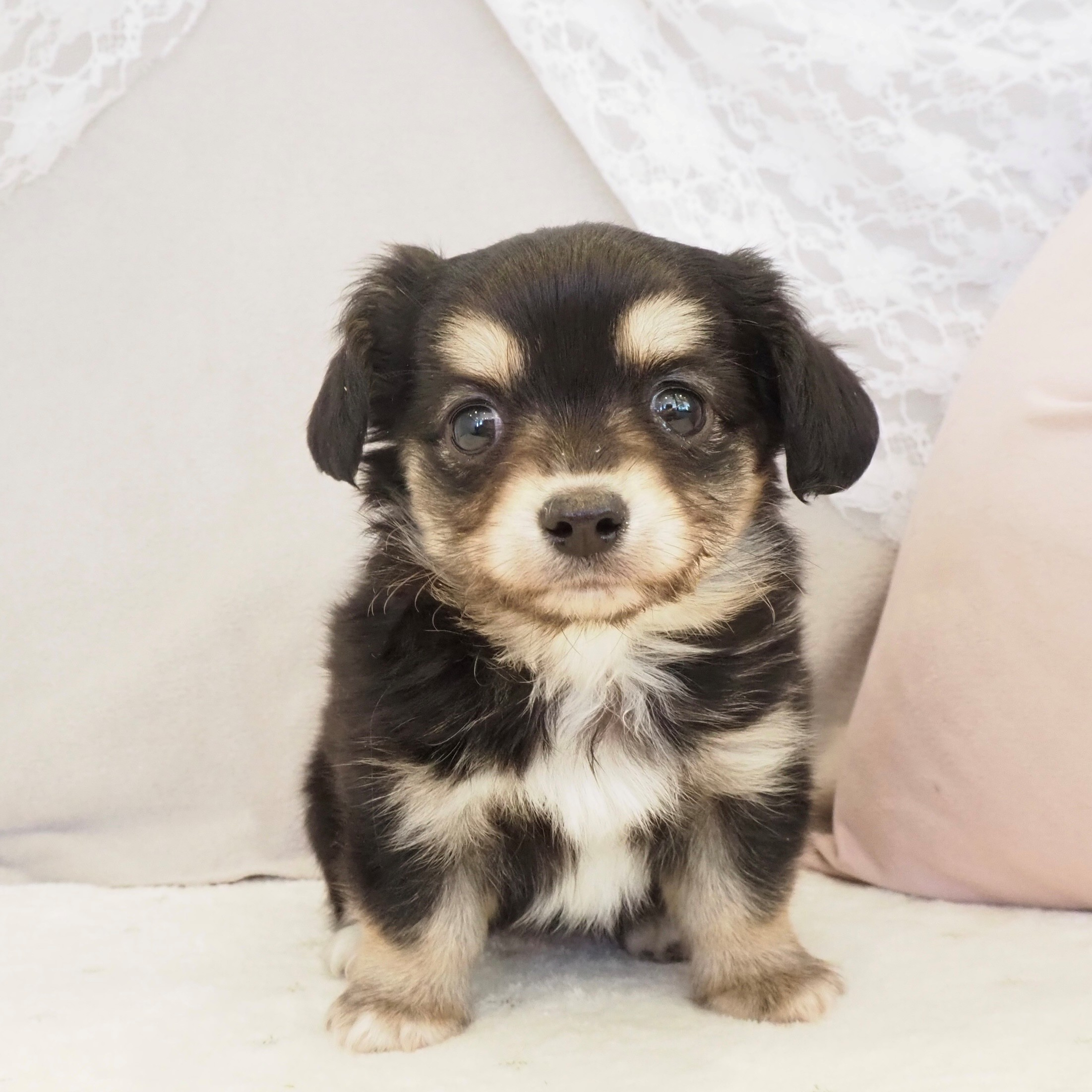 大阪府のチワックス(チワワ×ダックス) (犬の家＆猫の里もりのみやキューズモールBASE店/2025年12月21日生まれ/女の子/ブラッククリーム)の子犬