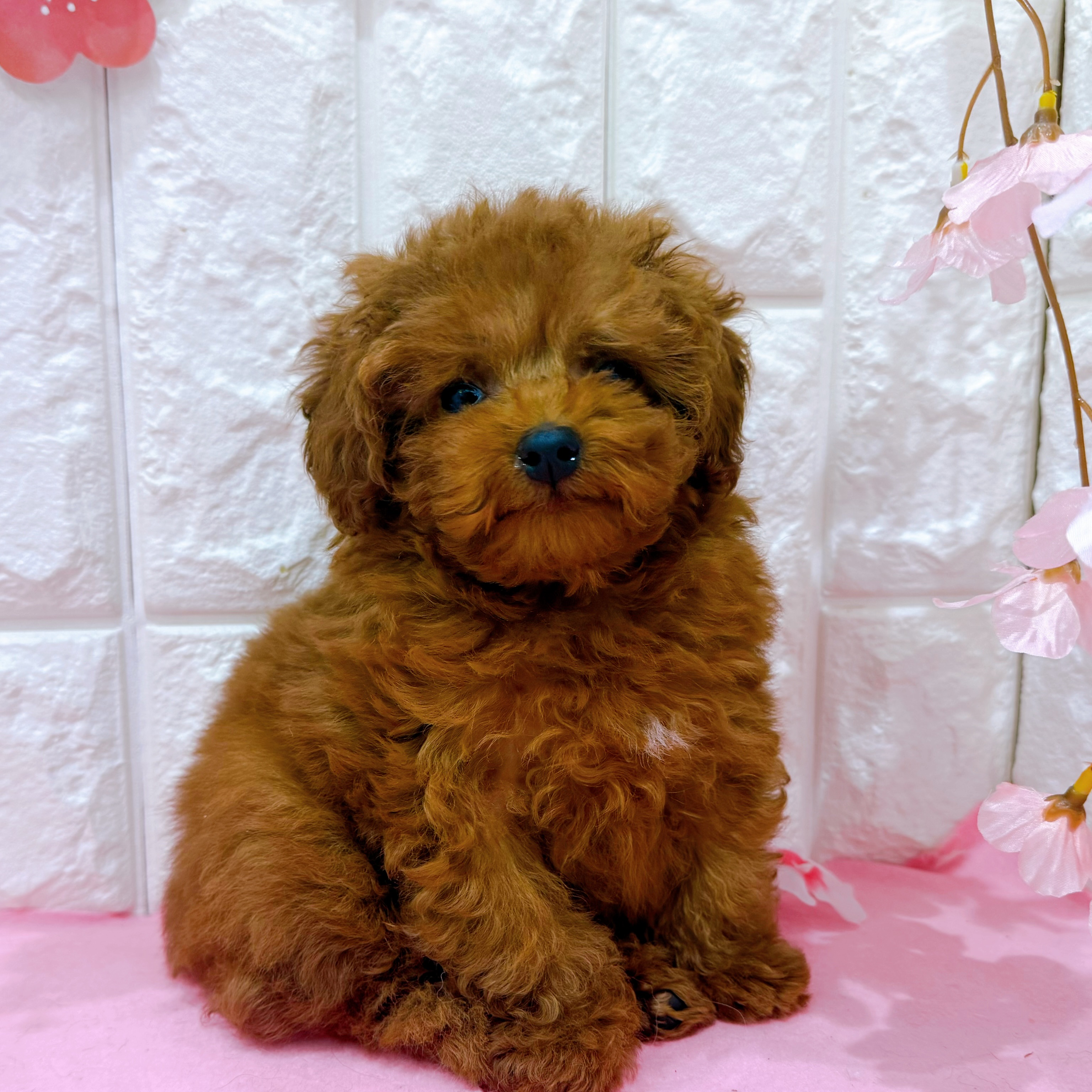 岡山県のトイプードル(トイ) (犬の家＆猫の里倉敷店/2025年12月20日生まれ/男の子/レッドフォーン)の子犬の3枚目の画像