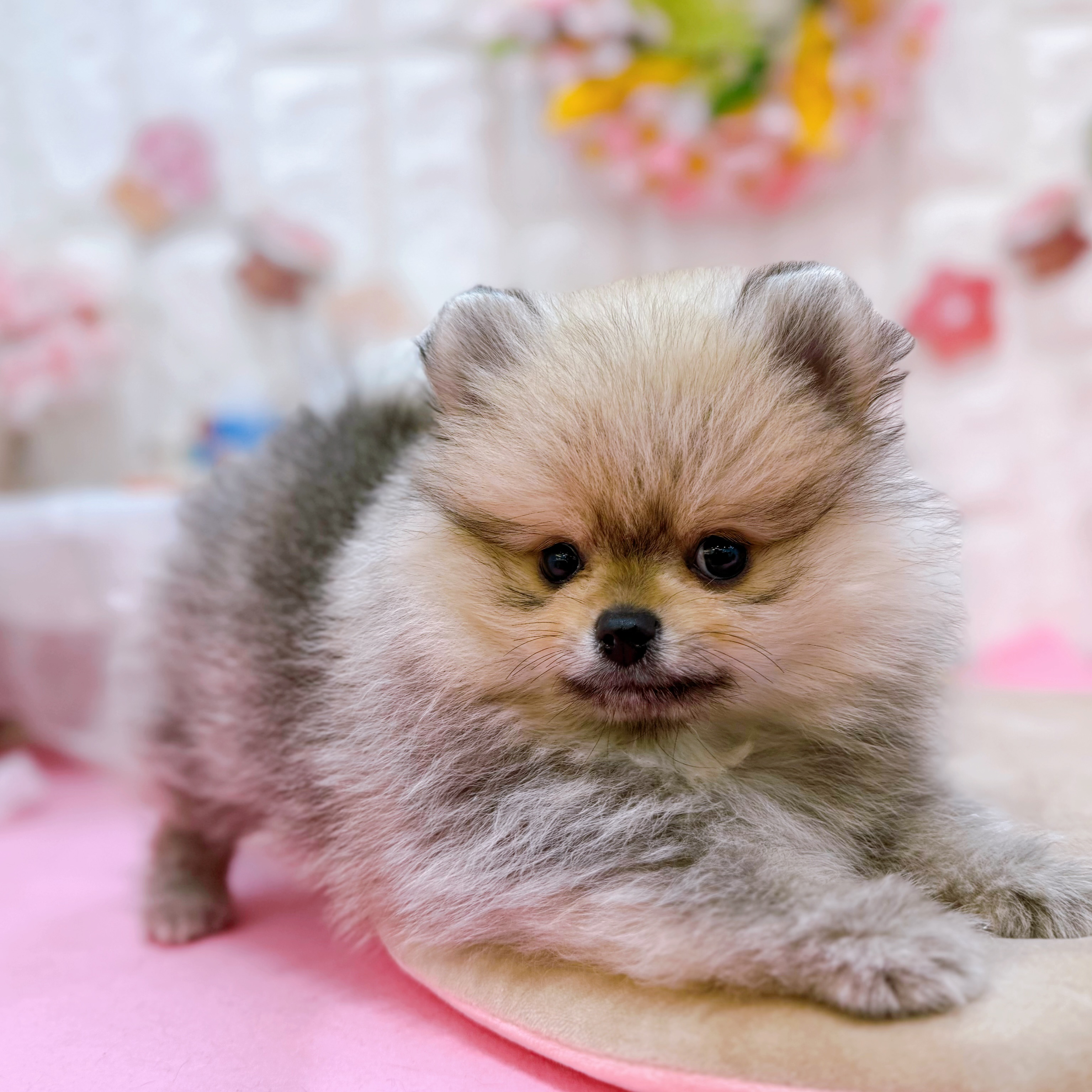 岡山県のポメラニアン (犬の家＆猫の里倉敷店/2025年12月20日生まれ/男の子/ウルフセーブル)の子犬の3枚目の画像