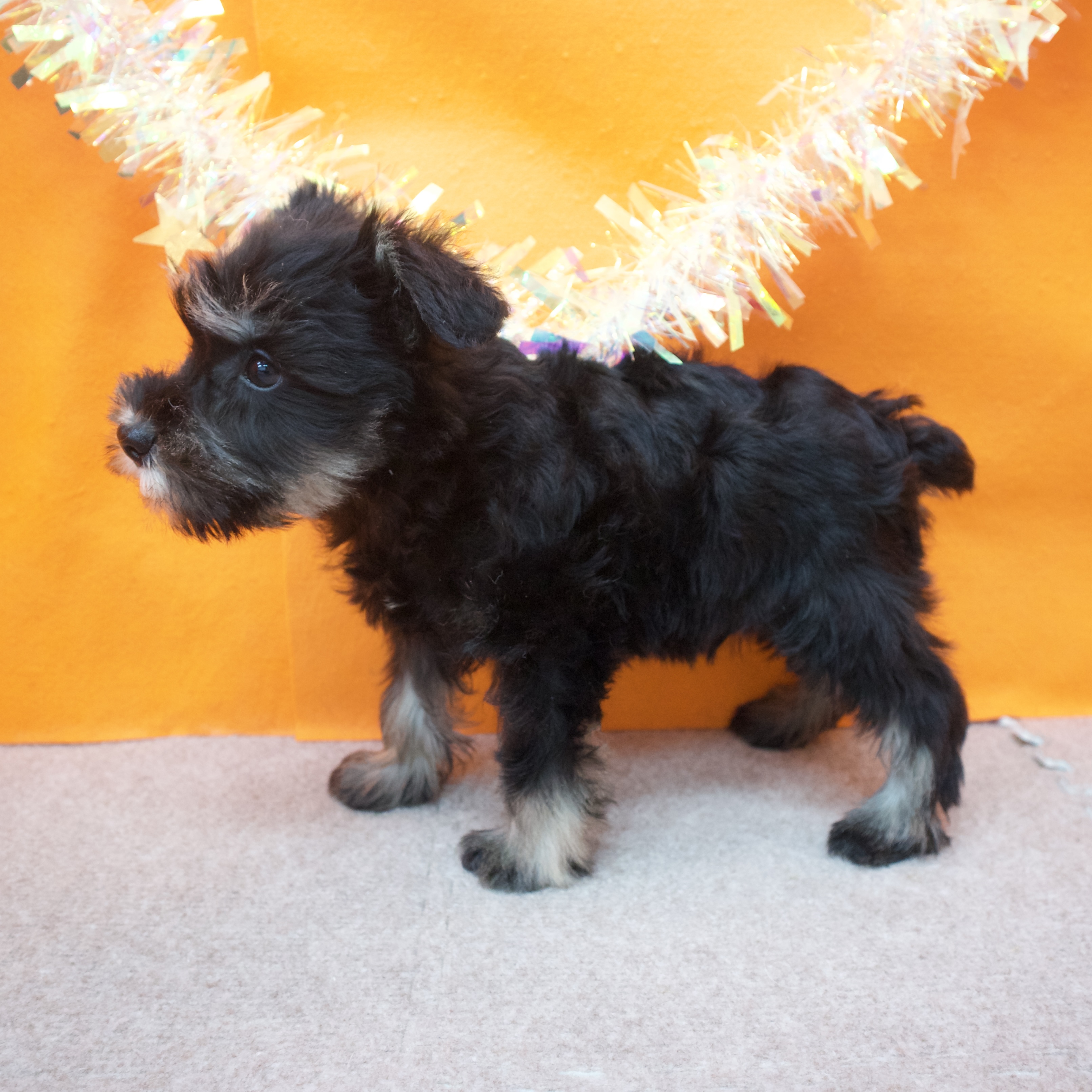 大阪府のミニチュアシュナウザー (犬の家＆猫の里吹田店/2025年12月13日生まれ/男の子/ブラックシルバー)の子犬の3枚目の画像