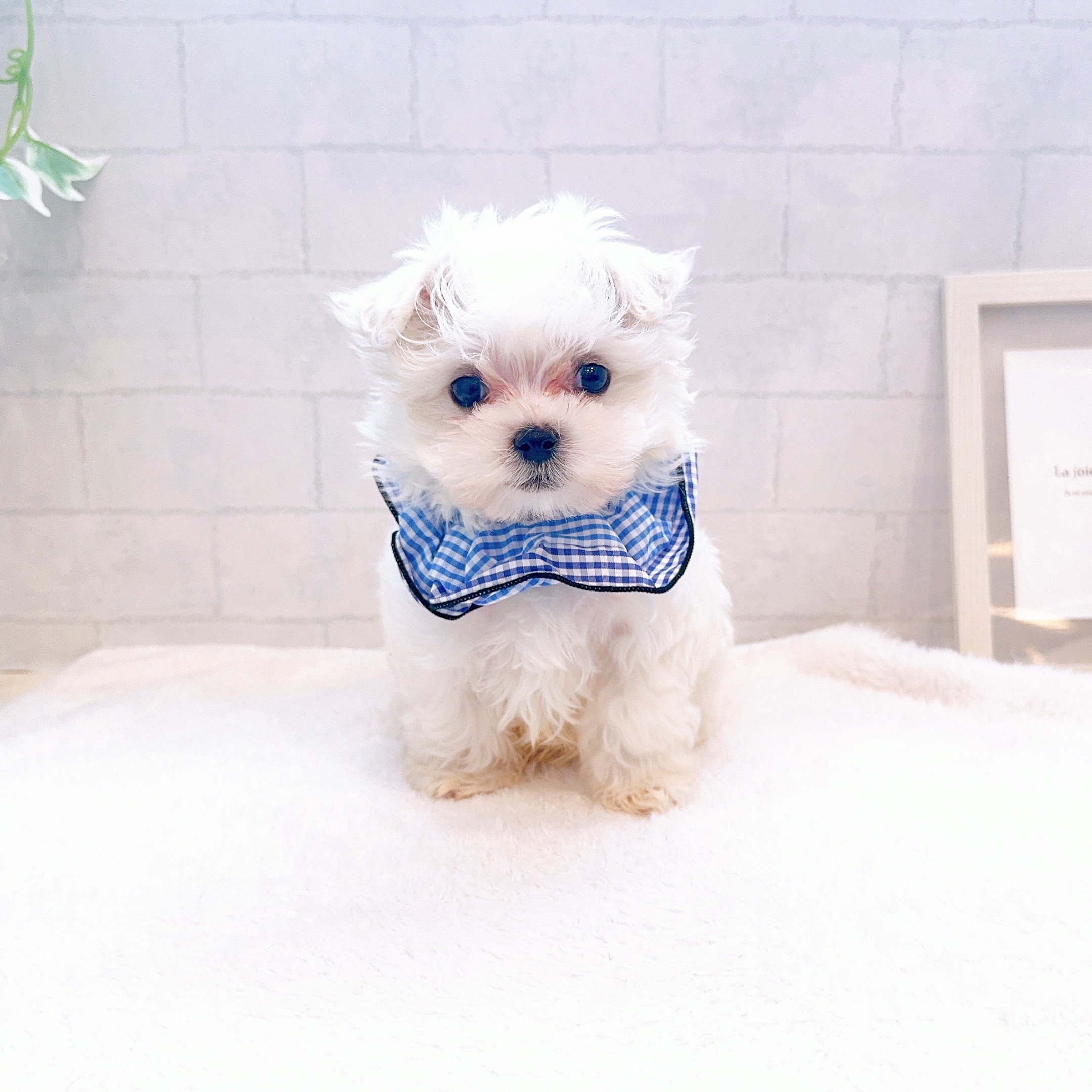 石川県のマルチーズ (犬の家＆猫の里金沢店/2025年12月16日生まれ/男の子/ホワイト)の子犬の3枚目の画像