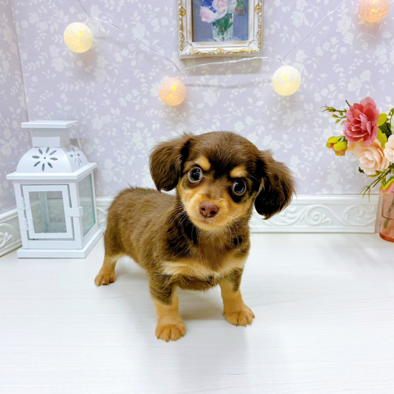 富山県のチワックス(チワワ×ダックス) (犬の家＆猫の里アミーゴ山室店/2025年12月19日生まれ/男の子/チョコレートタン)の子犬の3枚目の画像