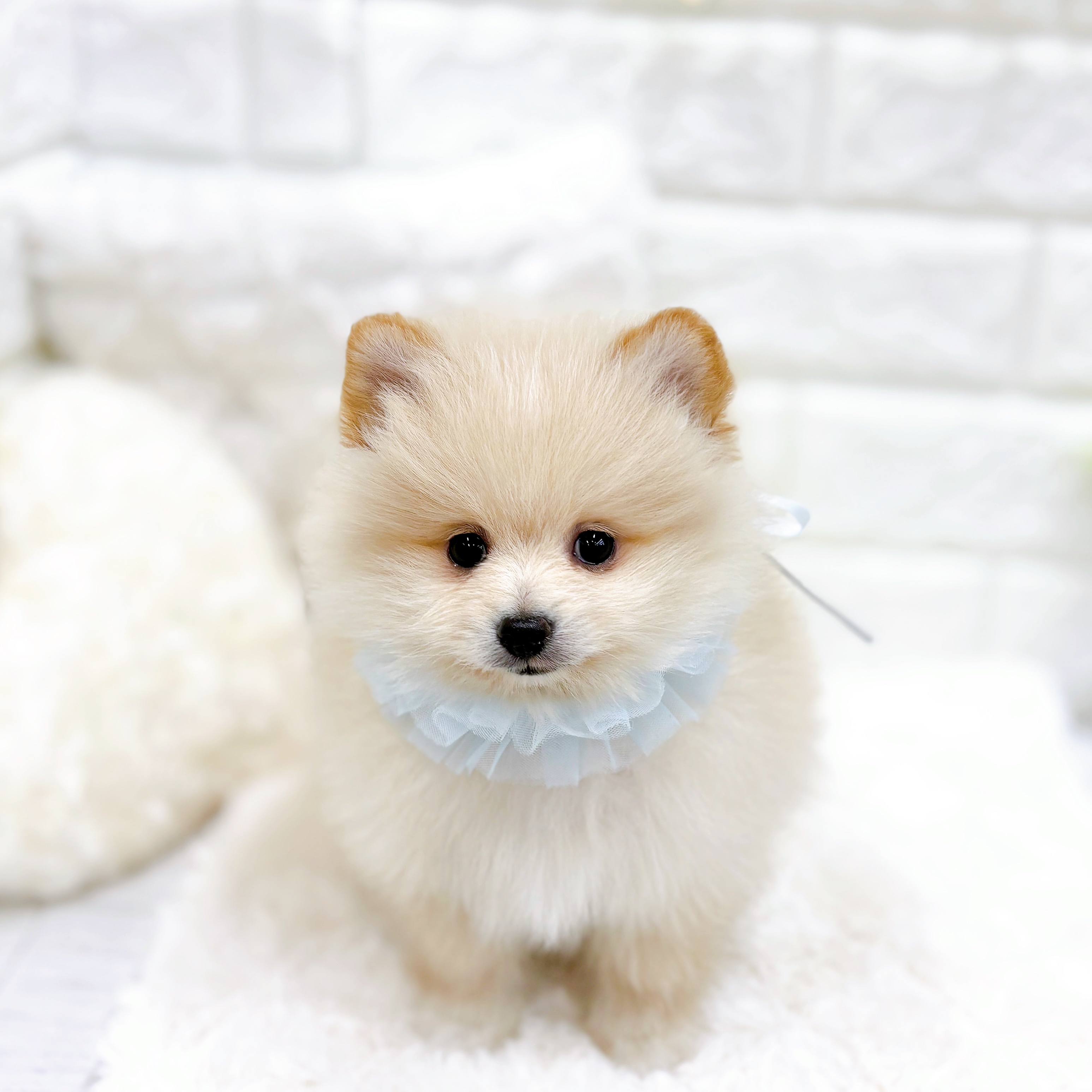 福井県のポメラニアン (犬の家＆猫の里アミーゴ福井店/2025年12月21日生まれ/男の子/クリーム)の子犬の3枚目の画像