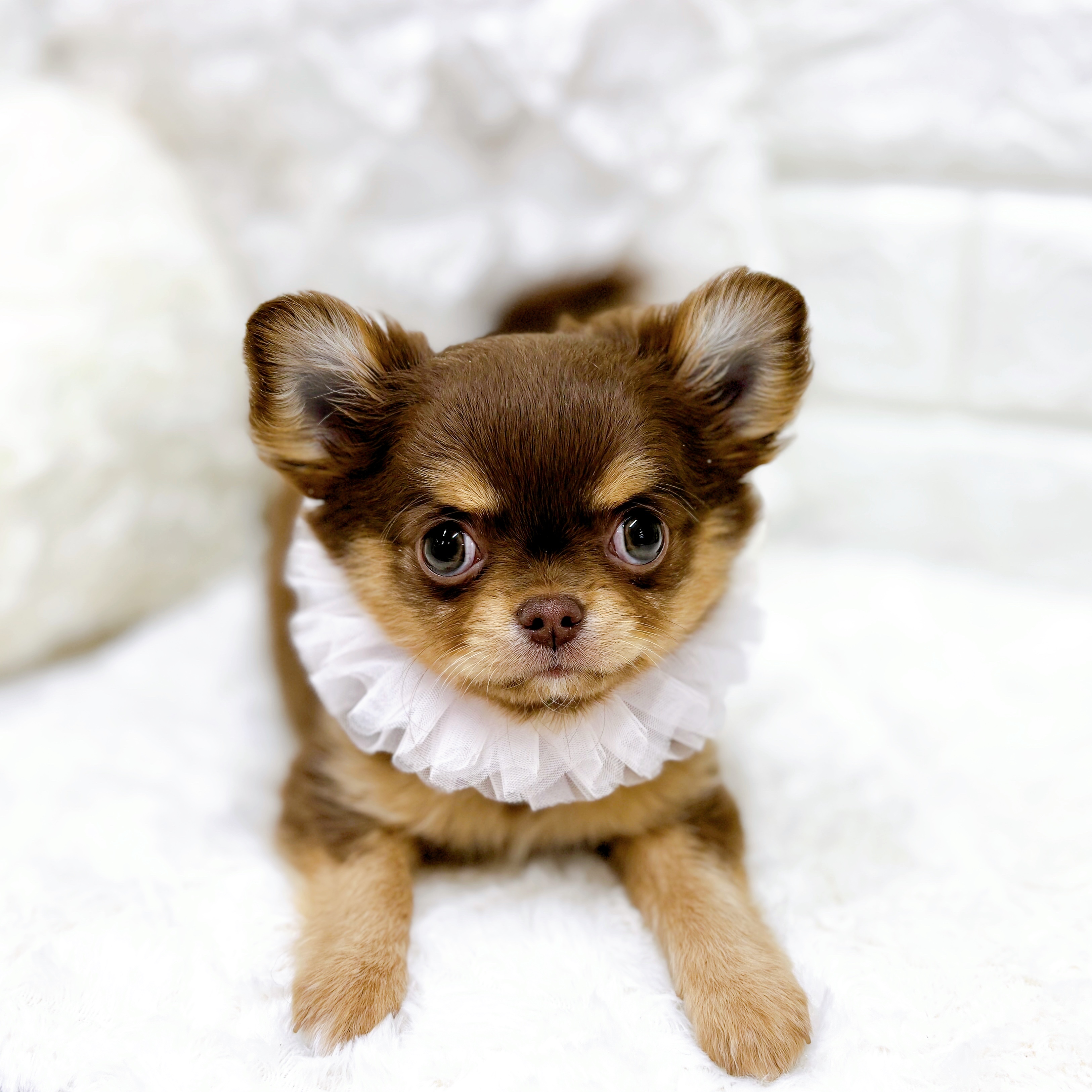 福井県のチワワ(ロング) (犬の家＆猫の里アミーゴ福井店/2025年12月14日生まれ/女の子/チョコレートタンホワイト)の子犬の3枚目の画像