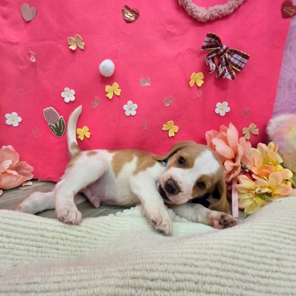 岐阜県のビーグル (犬の家＆猫の里岐南店/2025年12月21日生まれ/男の子/レモンホワイト)の子犬の3枚目の画像