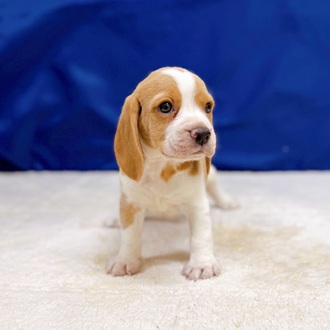 愛知県のビーグル (犬の家＆猫の里一宮店/2025年12月21日生まれ/女の子/レモンホワイト)の子犬の3枚目の画像