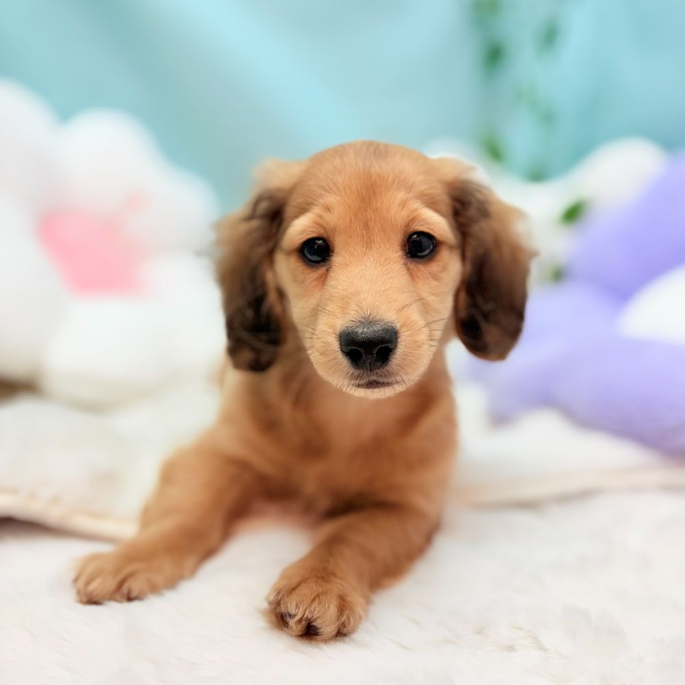 愛知県のカニンヘンダックスフンド(ロング) (犬の家＆猫の里愛知刈谷店/2025年12月10日生まれ/男の子/シェーデットイエロー)の子犬の3枚目の画像