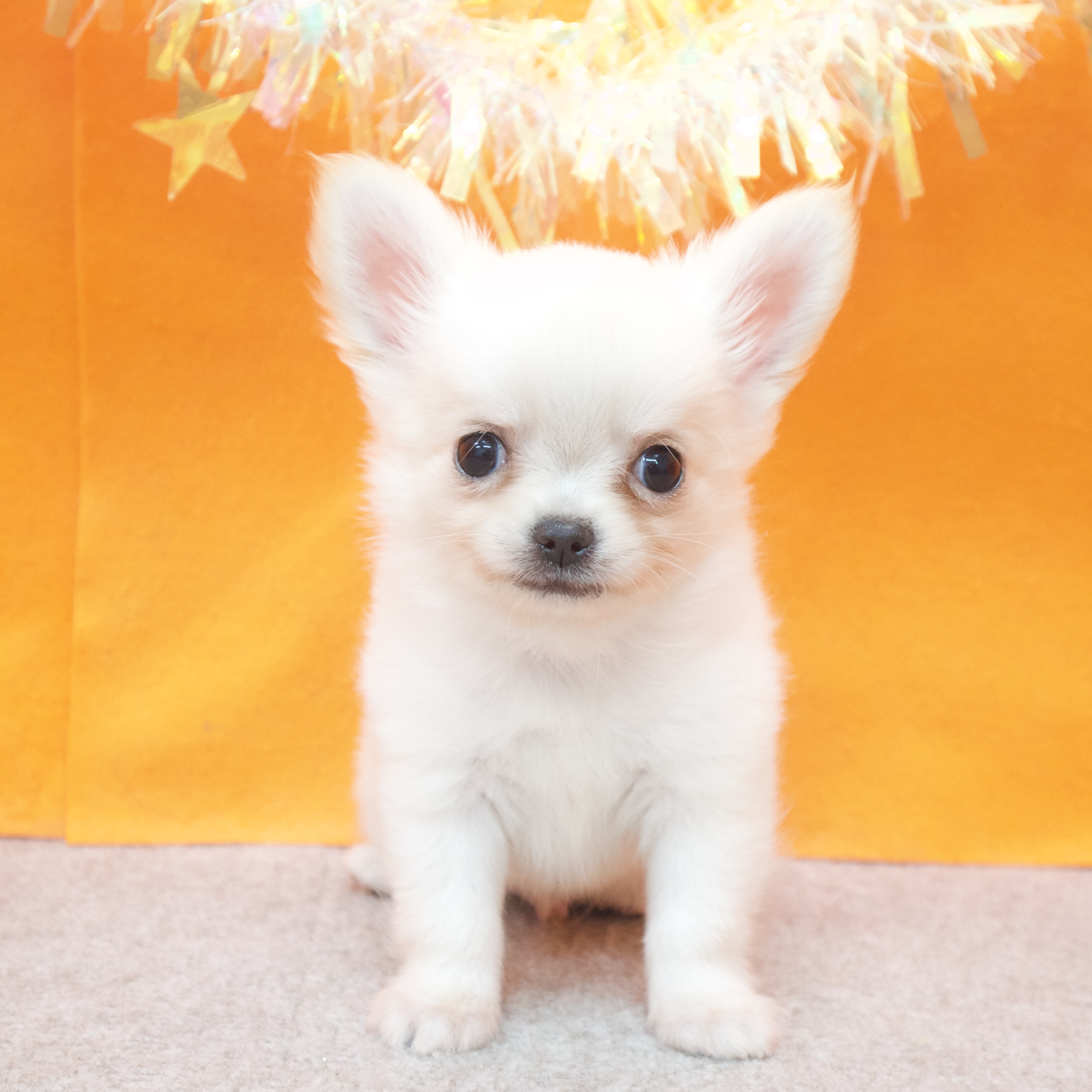 大阪府のチワワ(ロング) (犬の家＆猫の里吹田店/2025年12月20日生まれ/男の子/クリーム)の子犬の3枚目の画像