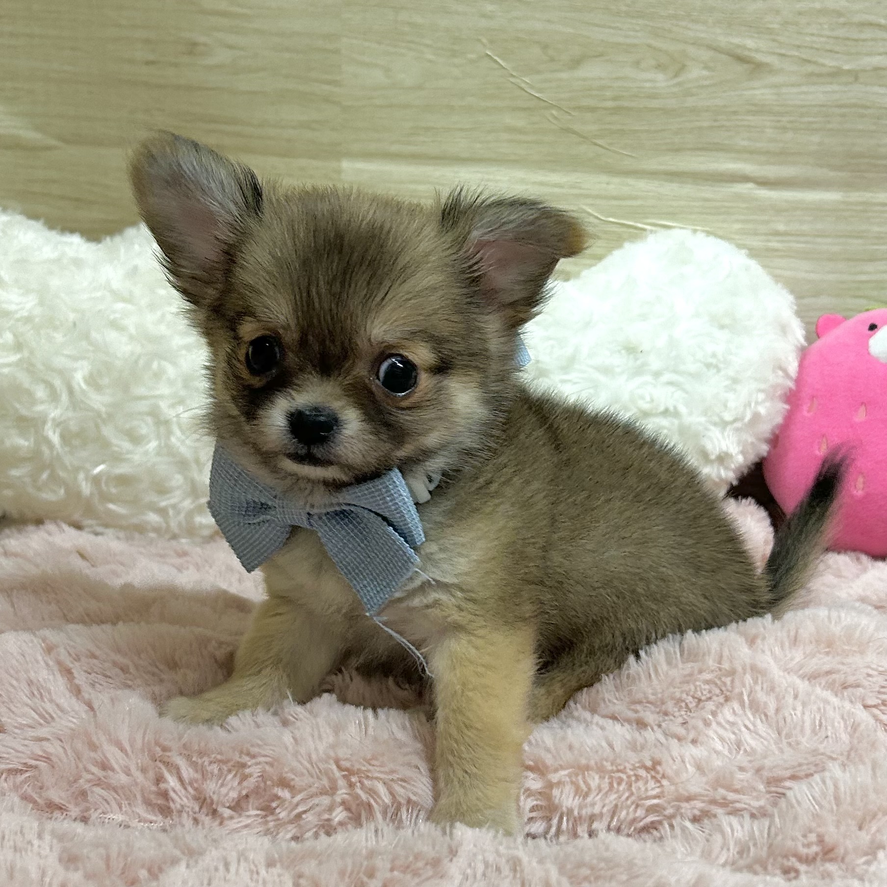 大阪府のチワワ(ロング) (犬の家＆猫の里そよら東岸和田店/2025年12月20日生まれ/女の子/レッド)の子犬の3枚目の画像